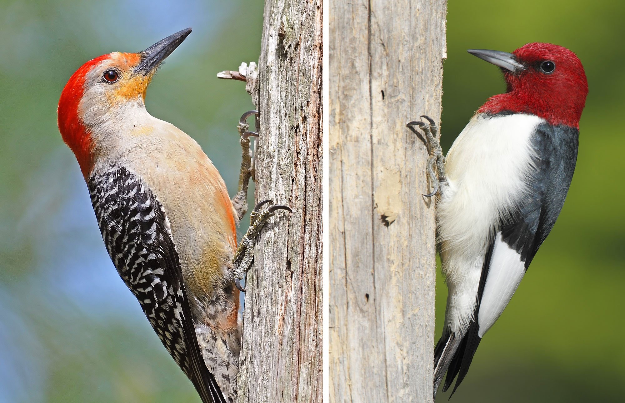 Red bellied woodpecker, Red headed woodpecker, Forest preserve district, Species comparison, 2000x1290 HD Desktop