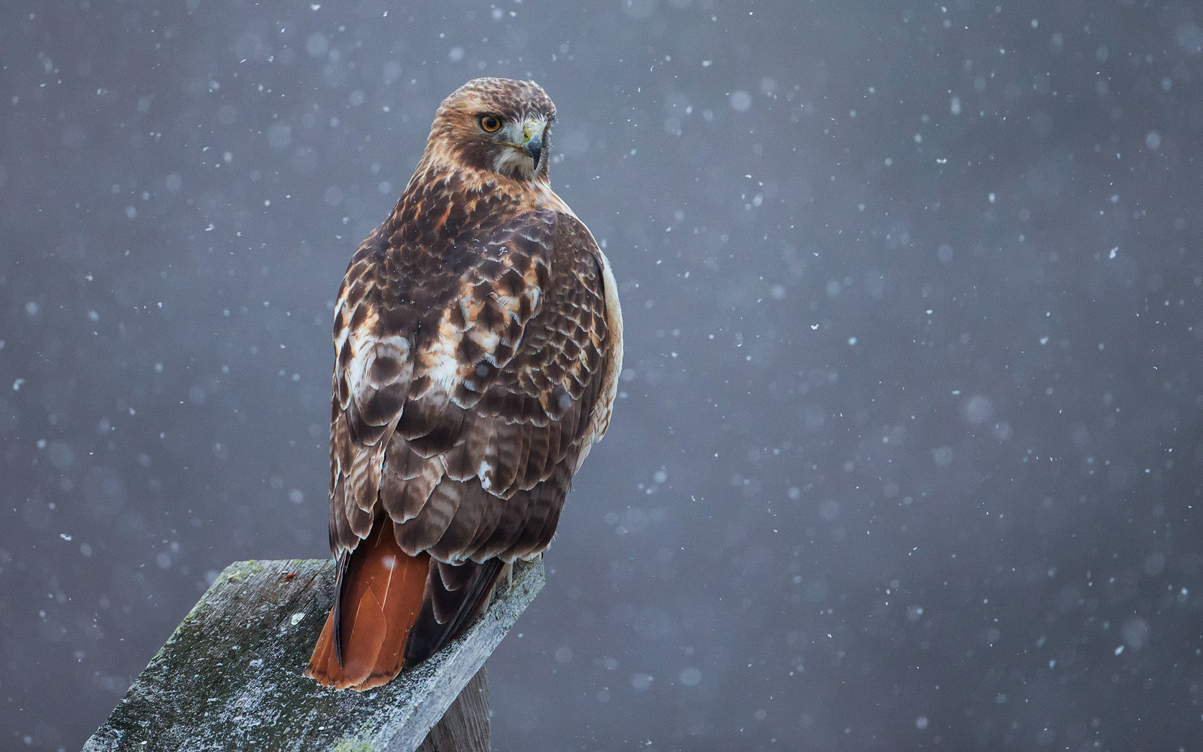 Red tailed hawk wallpaper, High-quality download, Stunning visuals, 2400x1500 HD Desktop