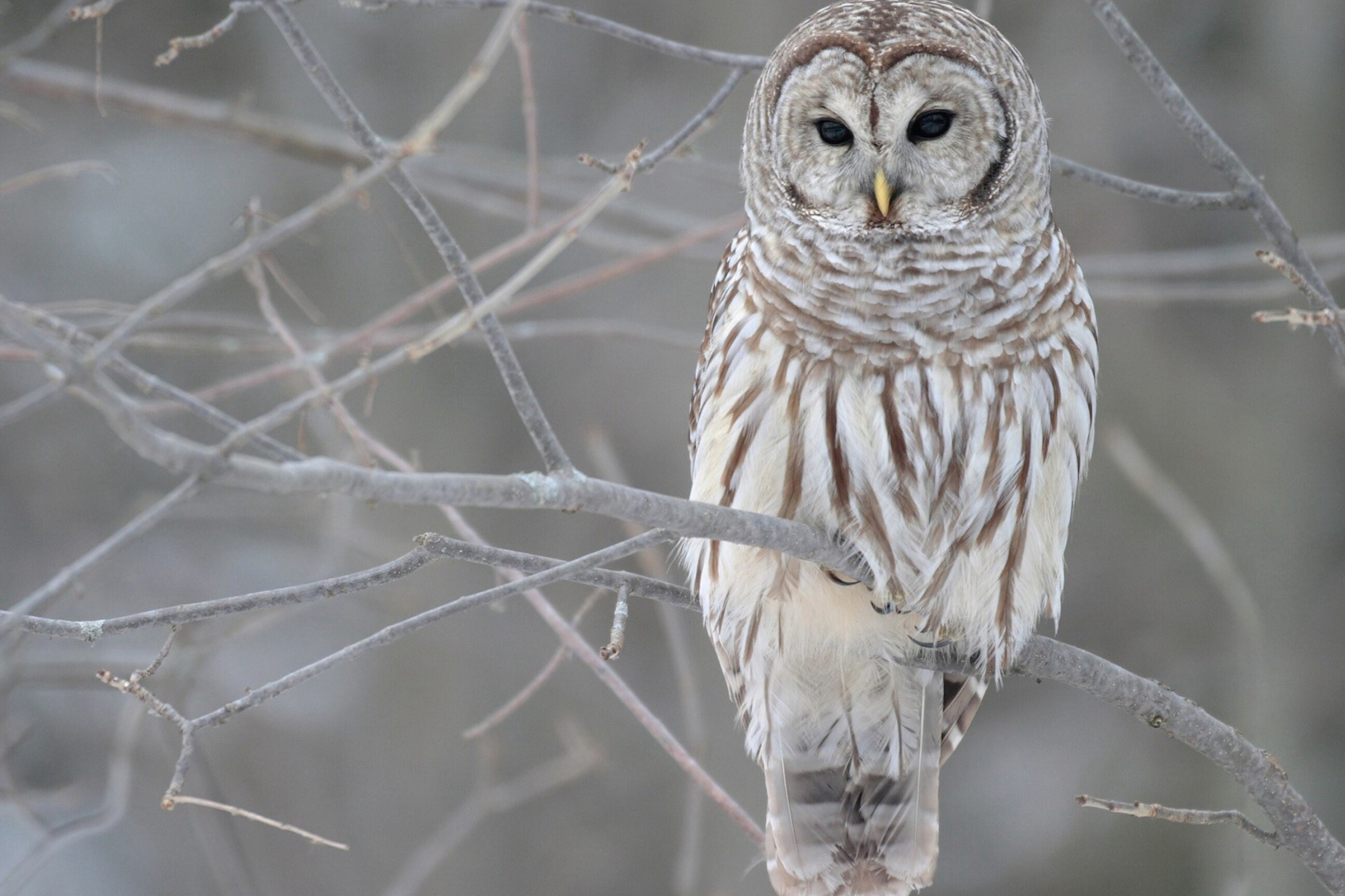 Owl: Owls can rotate their heads and necks as much as 270 degrees. 2880x1920 HD Background.