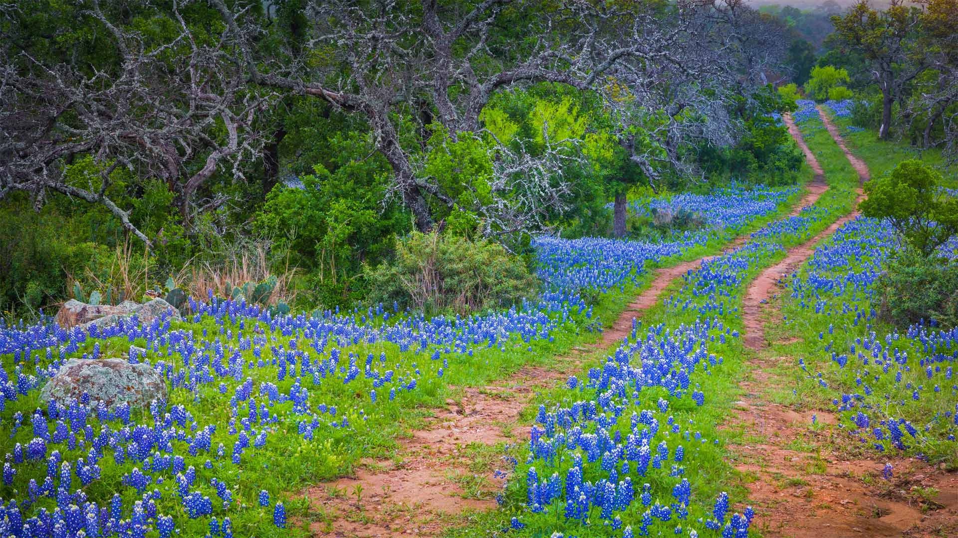 Blühende Wildblumen im Texas Hill Country, 1920x1080 Full HD Desktop