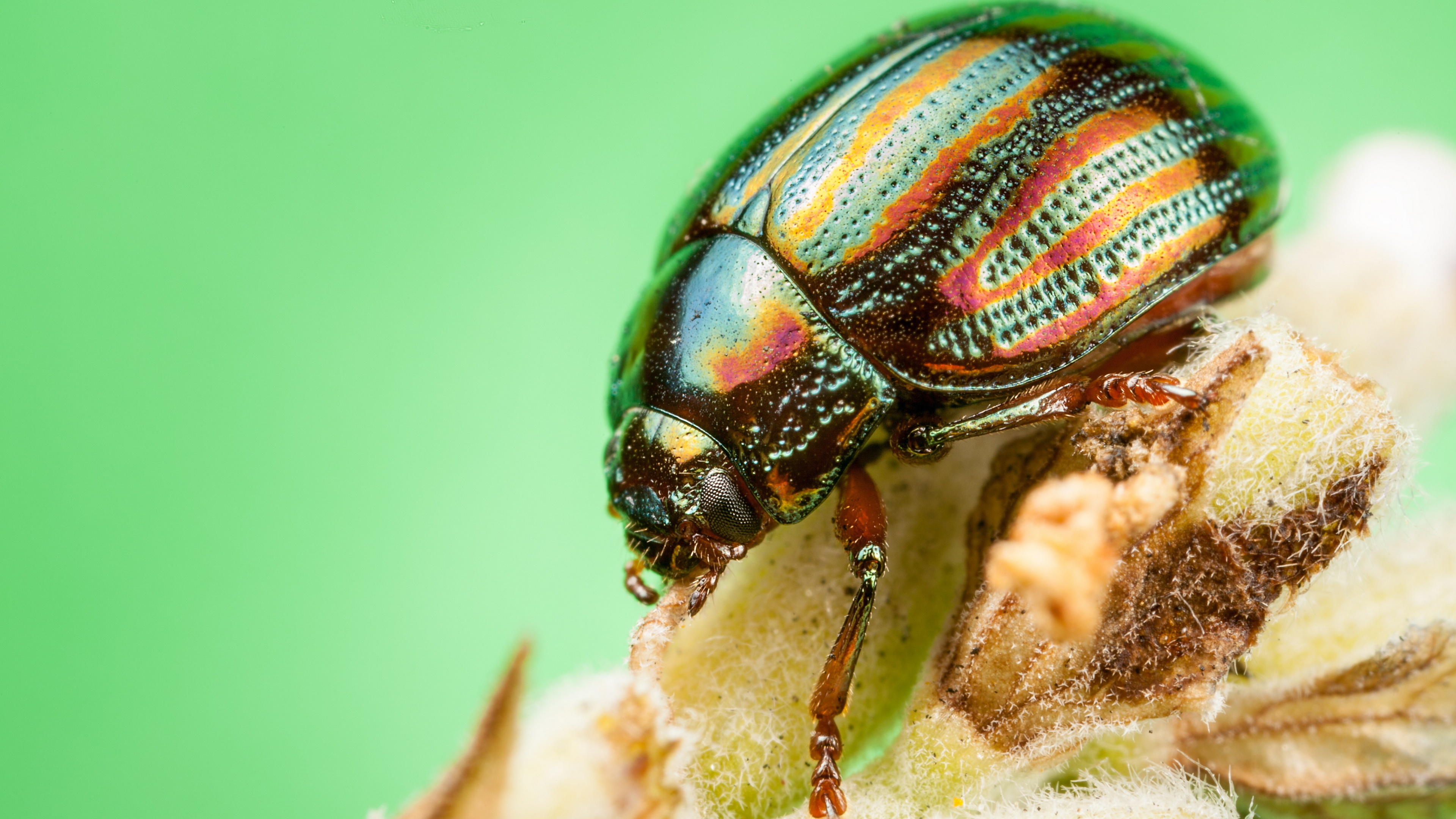 Beetle, Beetle animal wallpaper, Animal, Posted, 3840x2160 4K Desktop