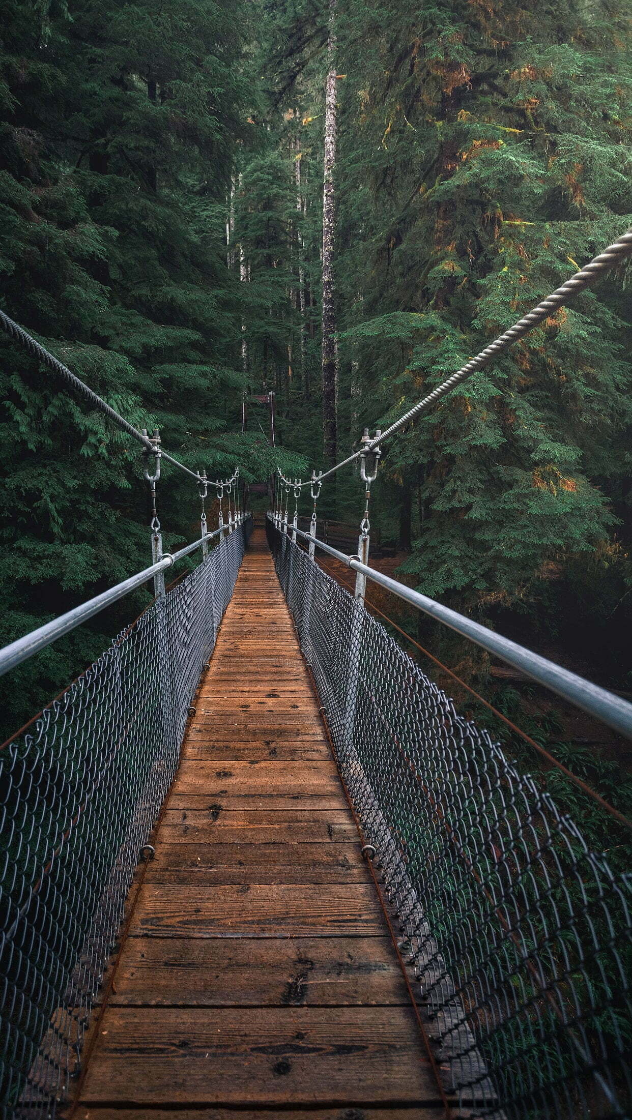 Bridge: A suspension rope span in the conifer forest, A trail for travelers. 1250x2210 HD Wallpaper.