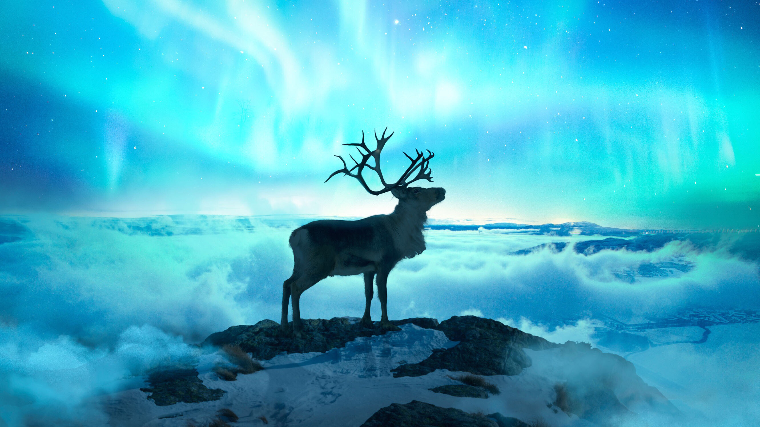 Reindeer: Insular species, classified as Novaya Zemlya species, occupy several island groups. 2670x1500 HD Wallpaper.