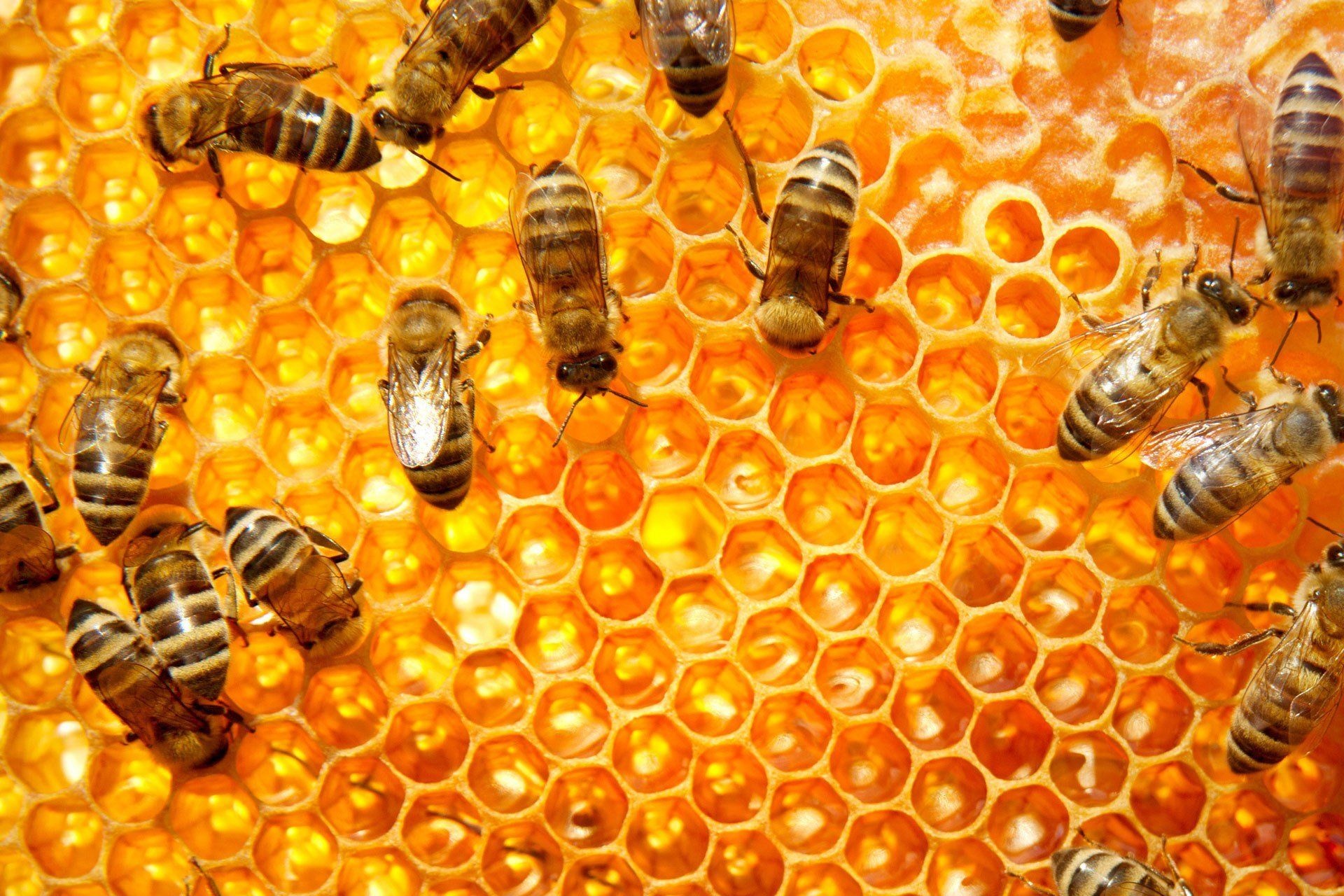 Bee: Honeycomb, A cluster of repeating hexagonal beeswax cells that fill the interior of a honey bee beehive. 1920x1280 HD Background.