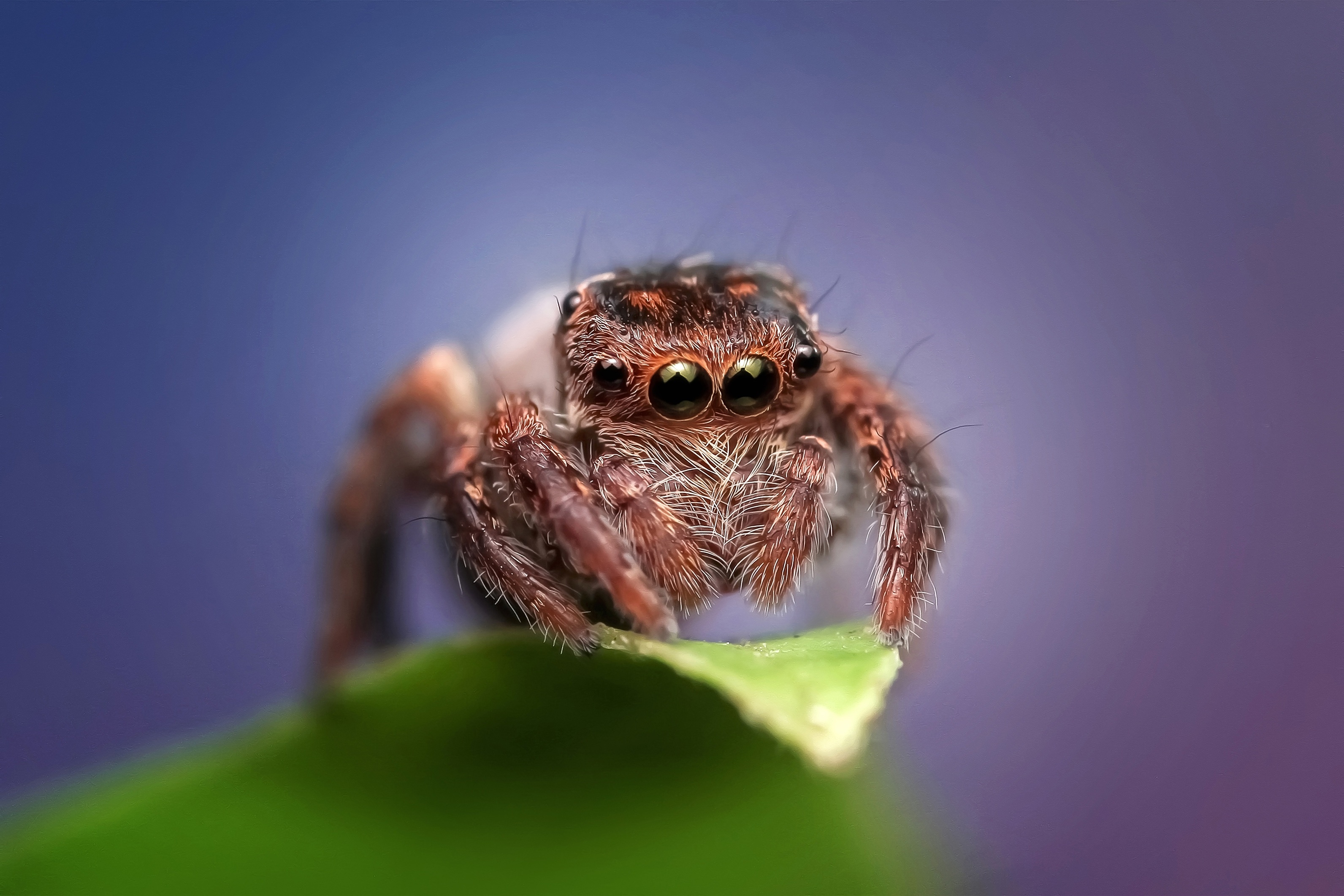 Spider, Jumping spider, Insect photography, Acrobatic wonder, 3190x2130 HD Desktop