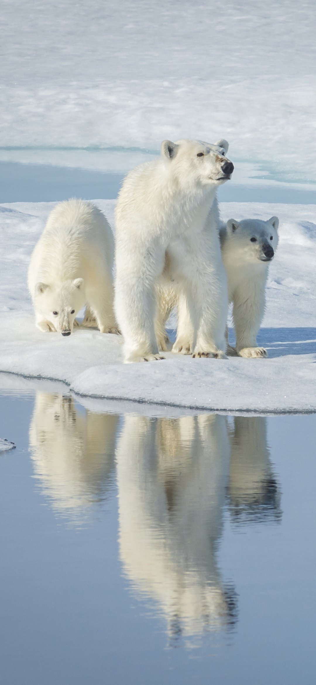 Magnificent animal kingdom, Arctic inhabitant, Majestic polar, Graceful predator, 1080x2340 HD Phone
