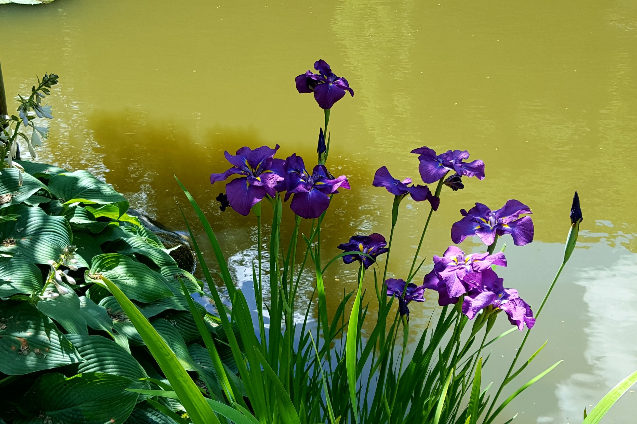 Iris, In bloom, Iris ensata, Seattle japanese garden, 2500x1670 HD Desktop