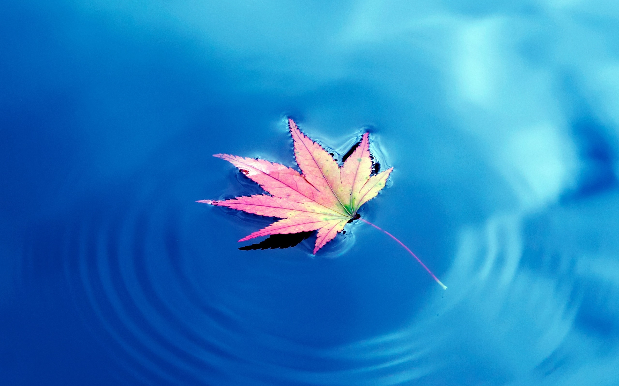 Blue lake, Maple leaf, Nature's reflection, Serene beauty, 2560x1600 HD Desktop