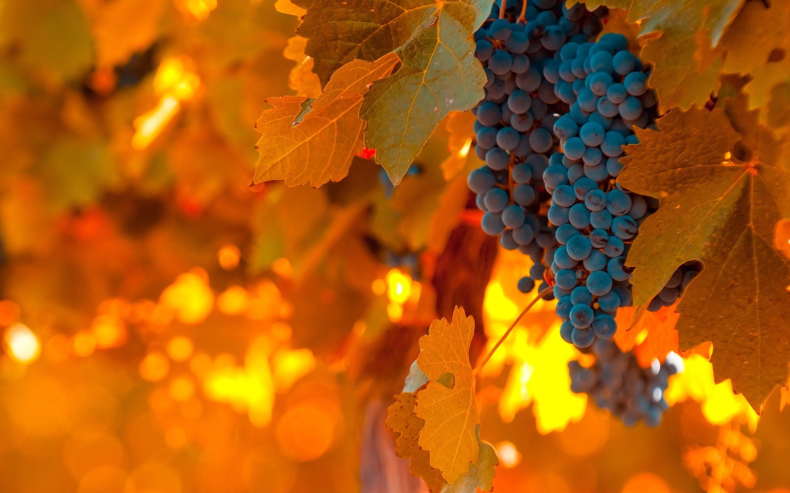 Grapes: Eaten as table fruit, dried to produce raisins, or crushed to make grape juice or wine. 2560x1600 HD Wallpaper.