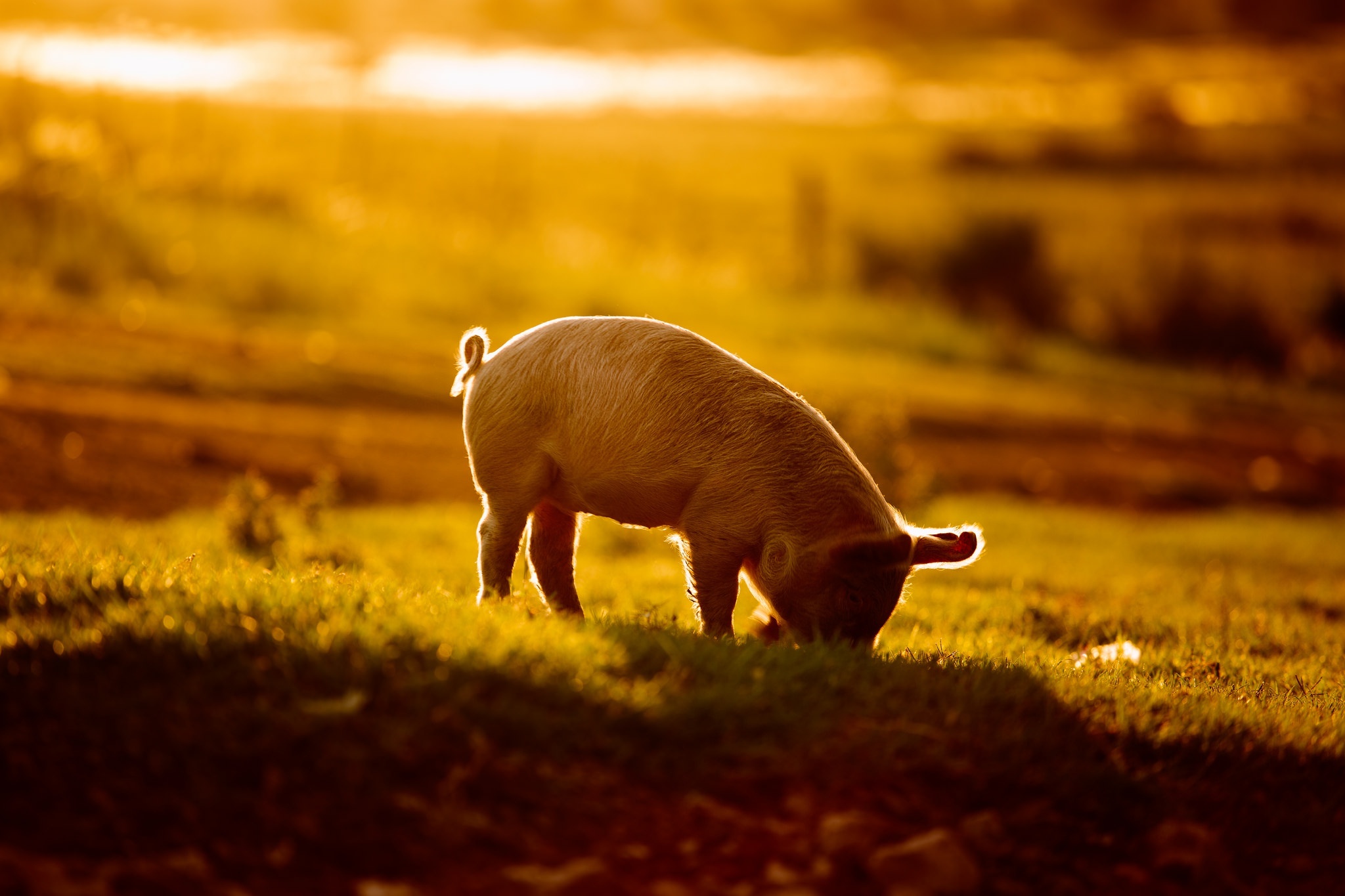 Happy little pigs, Farm life adventures, Curious snouts, Playful oinks, 2050x1370 HD Desktop