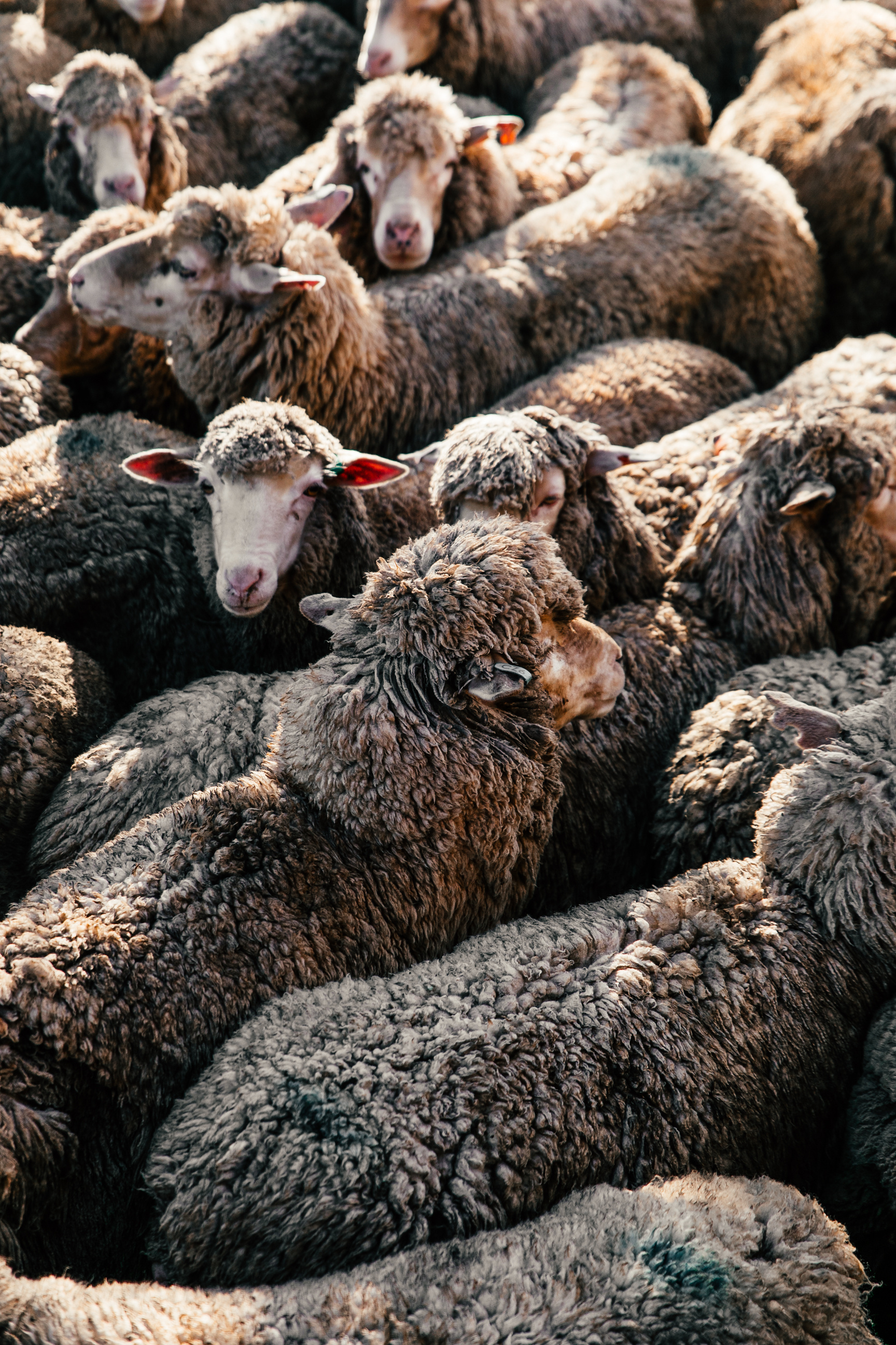 Excellent sheep photos, Professional stock images, Incredible variety, Free downloads, 1730x2600 HD Handy