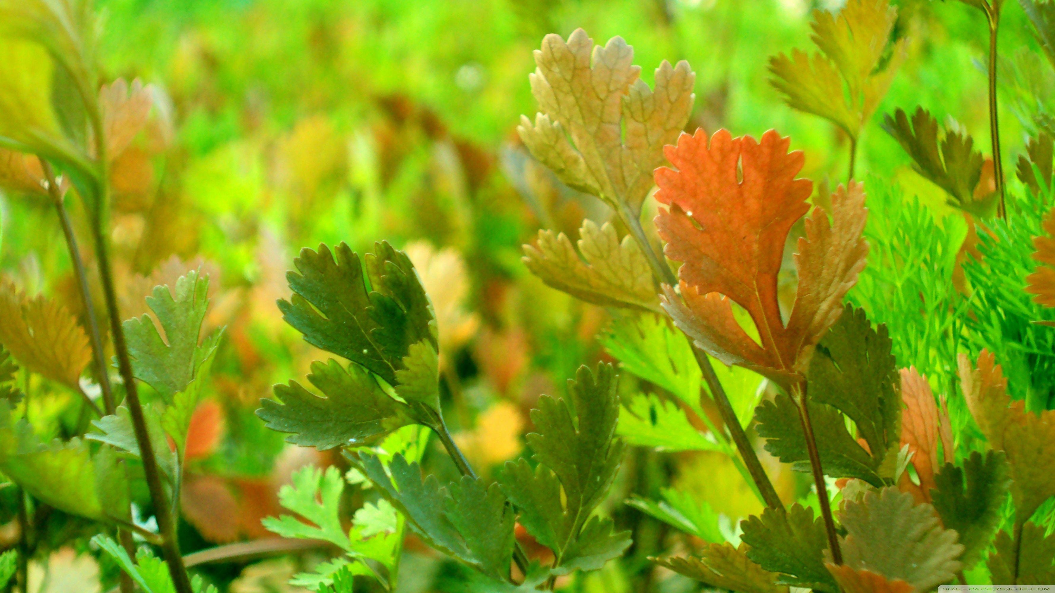 Coriander wallpapers, Fragrant leaves, Aromatic herb, Culinary garnish, 3560x2000 HD Desktop