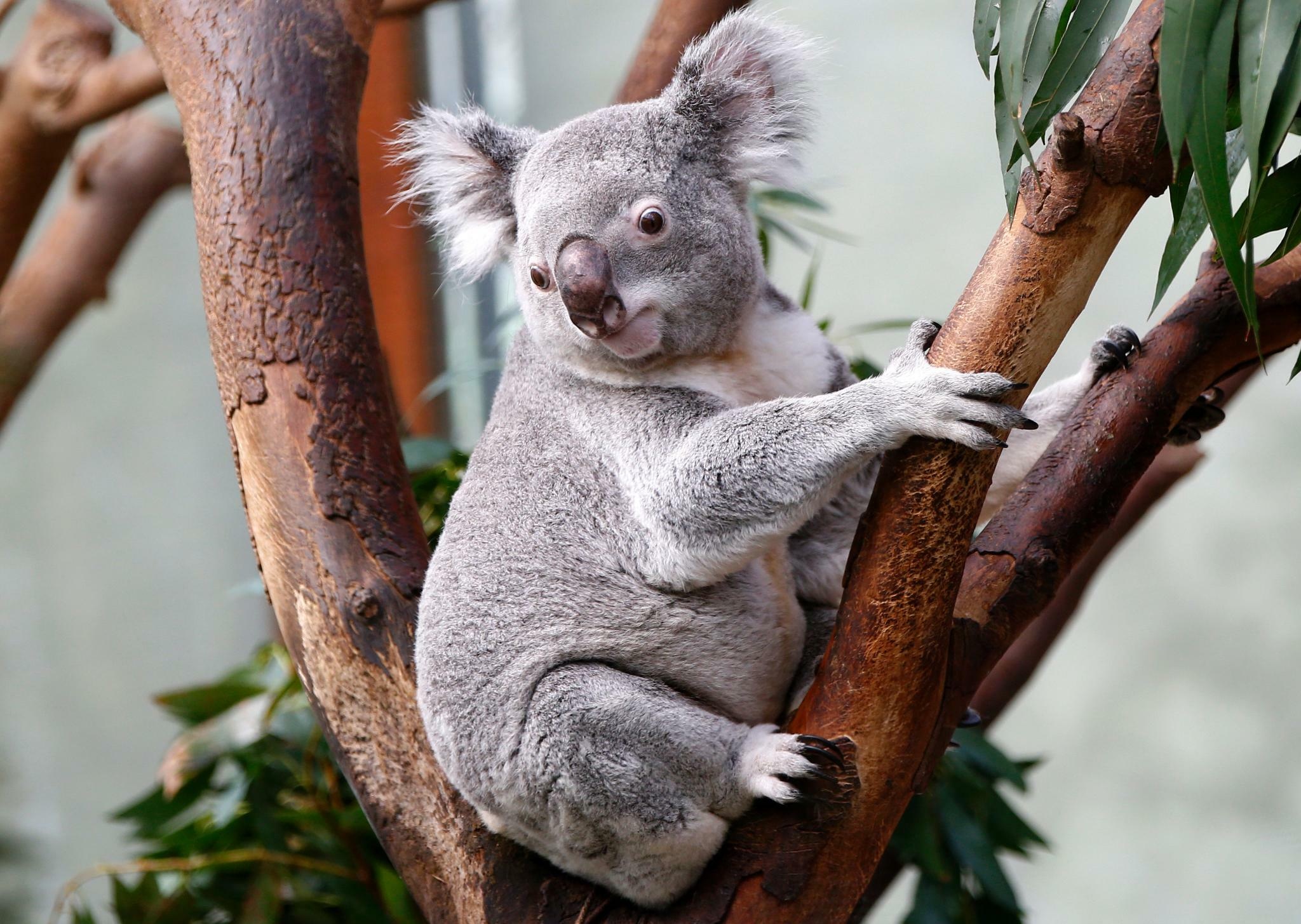 Koala crisis, Australian politics, Conservation efforts, Protecting the habitat, 2050x1460 HD Desktop