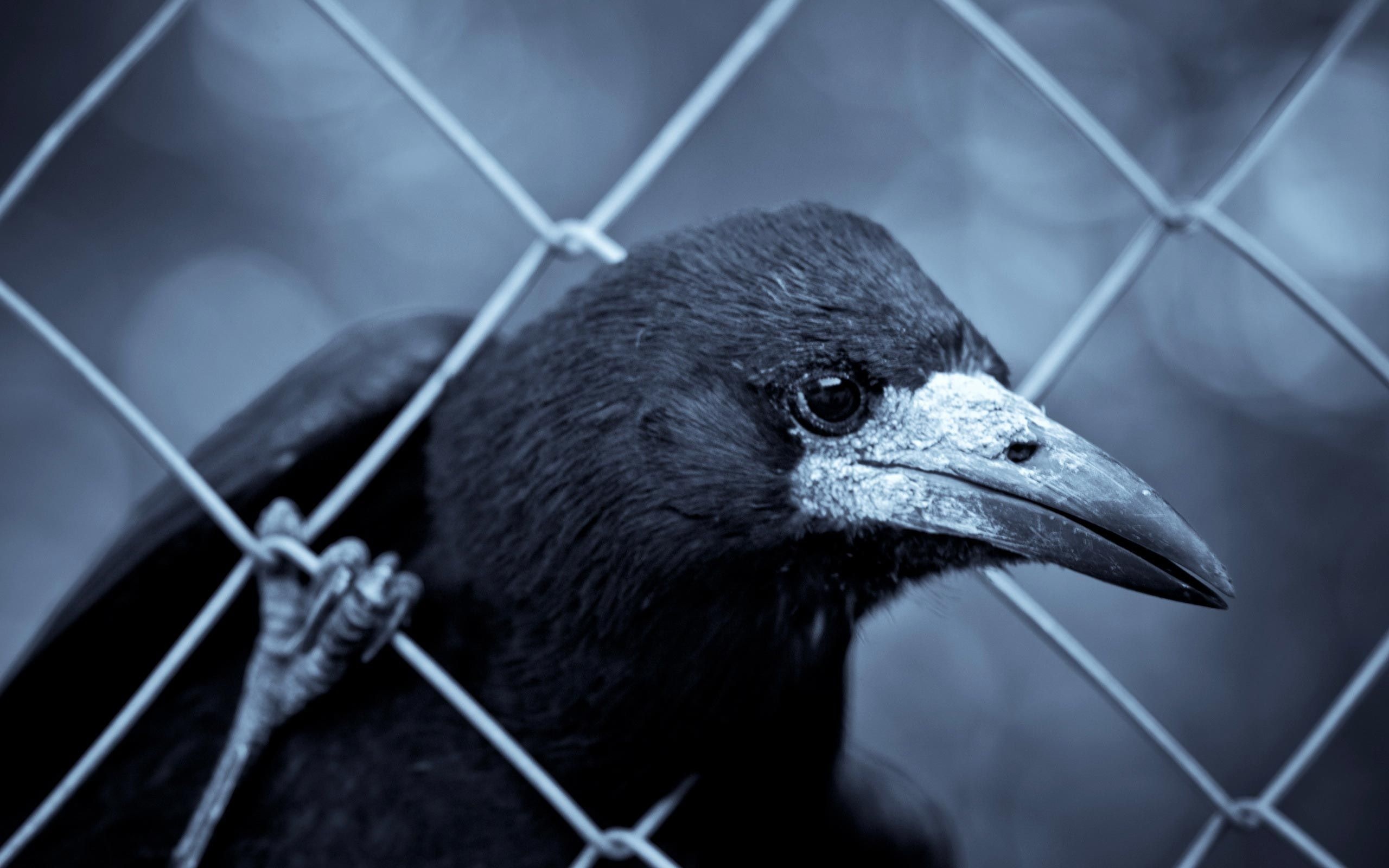 Black crow, Animal wallpaper, Majestic bird, Avian beauty, 2560x1600 HD Desktop