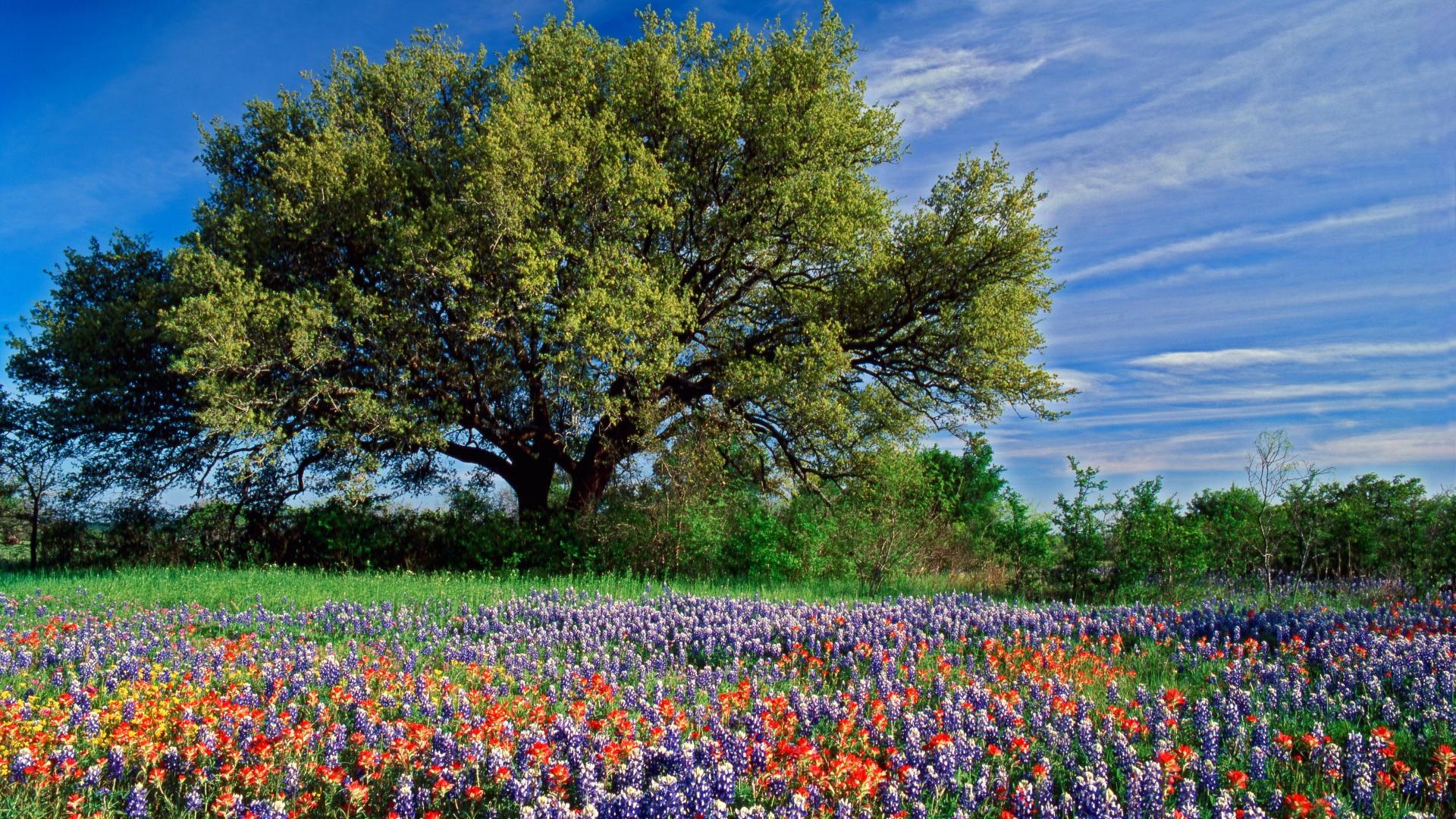 Atemberaubende texanische Landschaftstapete, 1920x1080 Full HD Desktop