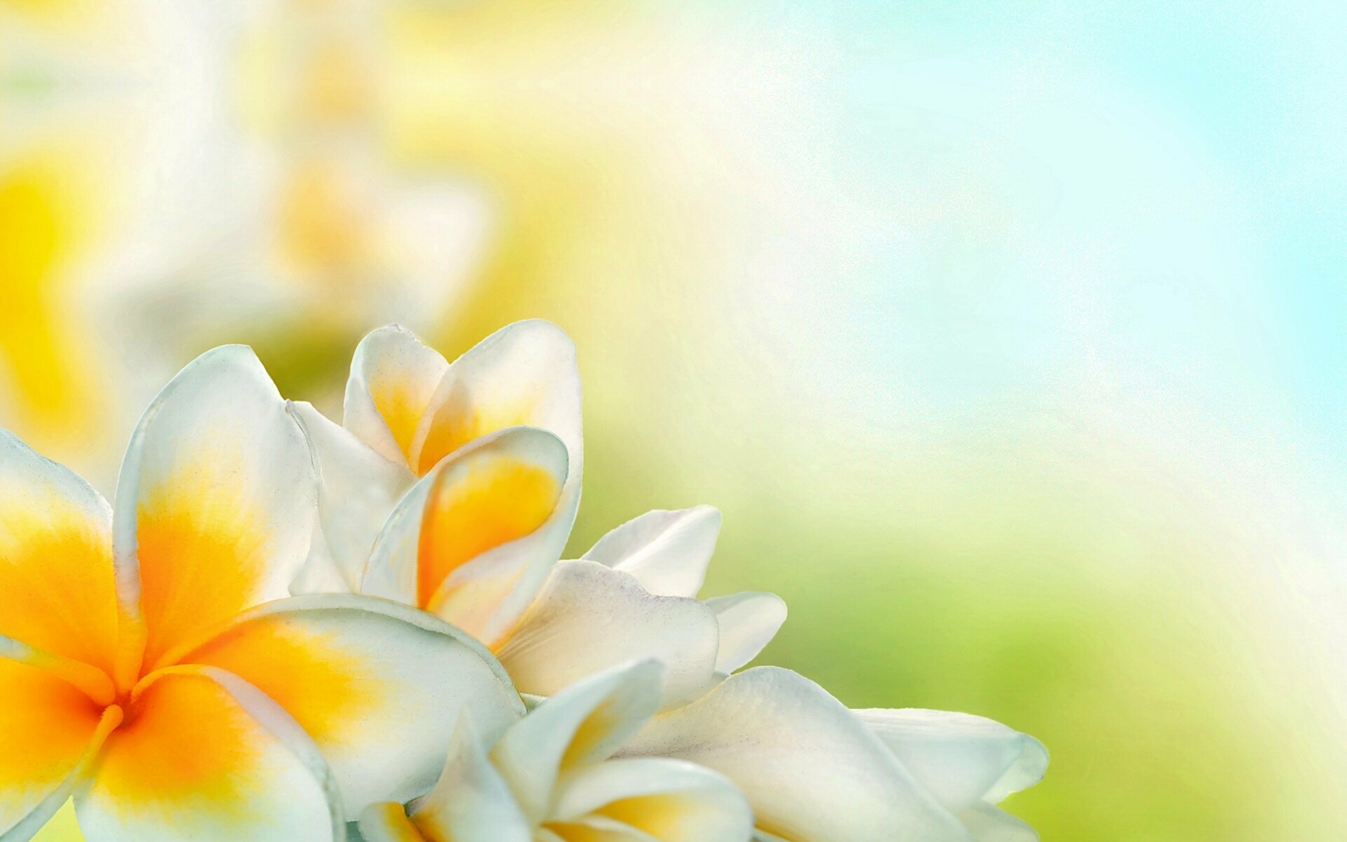 Frangipani Flower: Popular in landscaping because of the seemingly endless variety of the color, size, and fragrance of their blossoms. 1920x1200 HD Wallpaper.