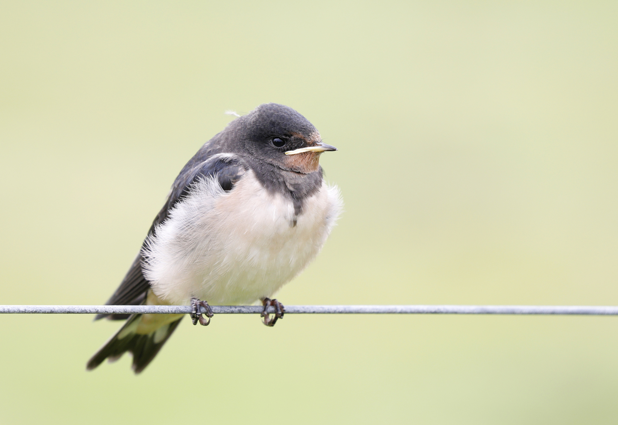 Barn swallow, Hirundo rustica, Beautiful plumage, Nature observation, 2050x1410 HD Desktop