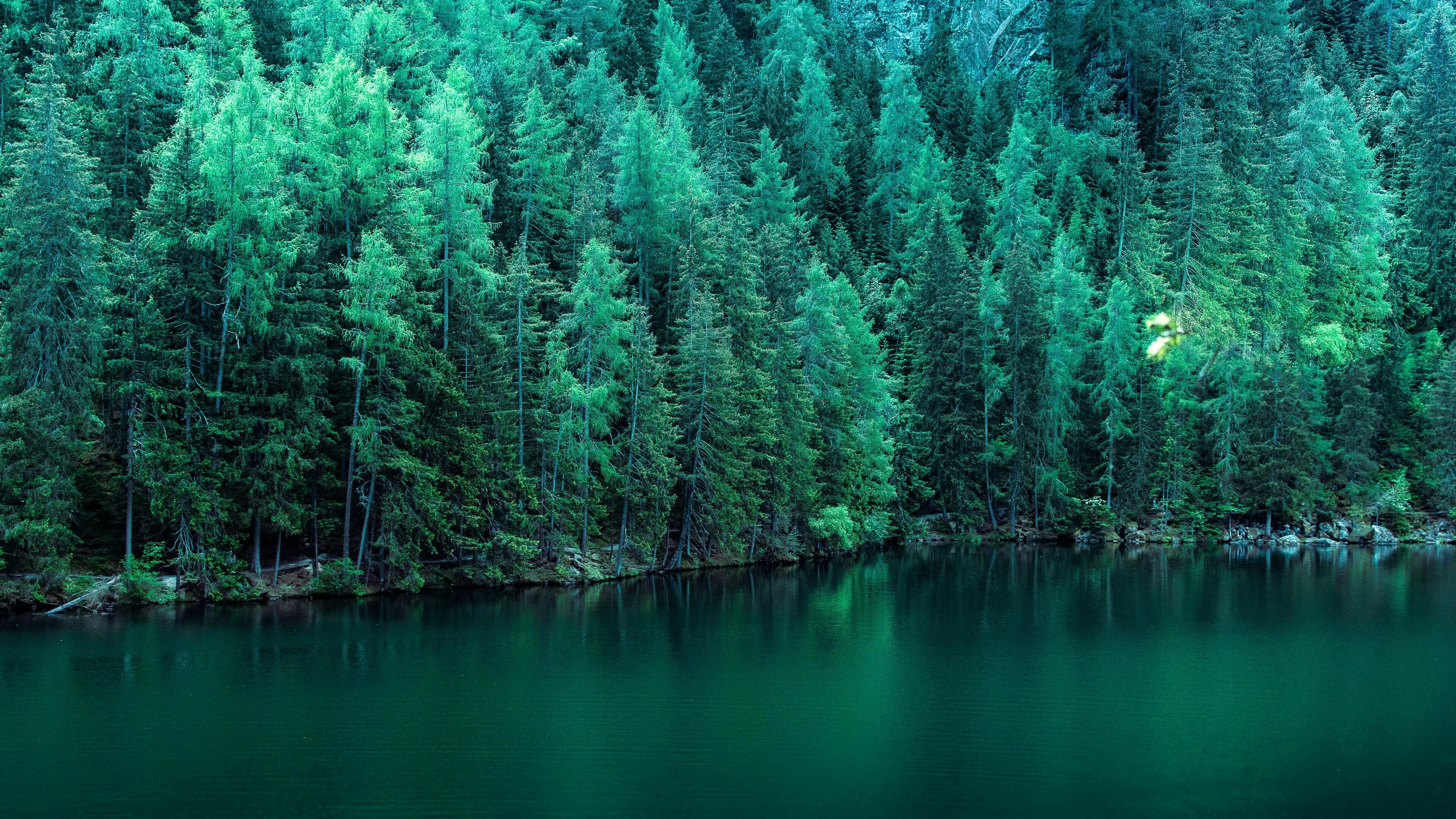 Pine trees along a lake, Tranquil waters, Serene reflections, Nature's harmony, 3840x2160 4K Desktop