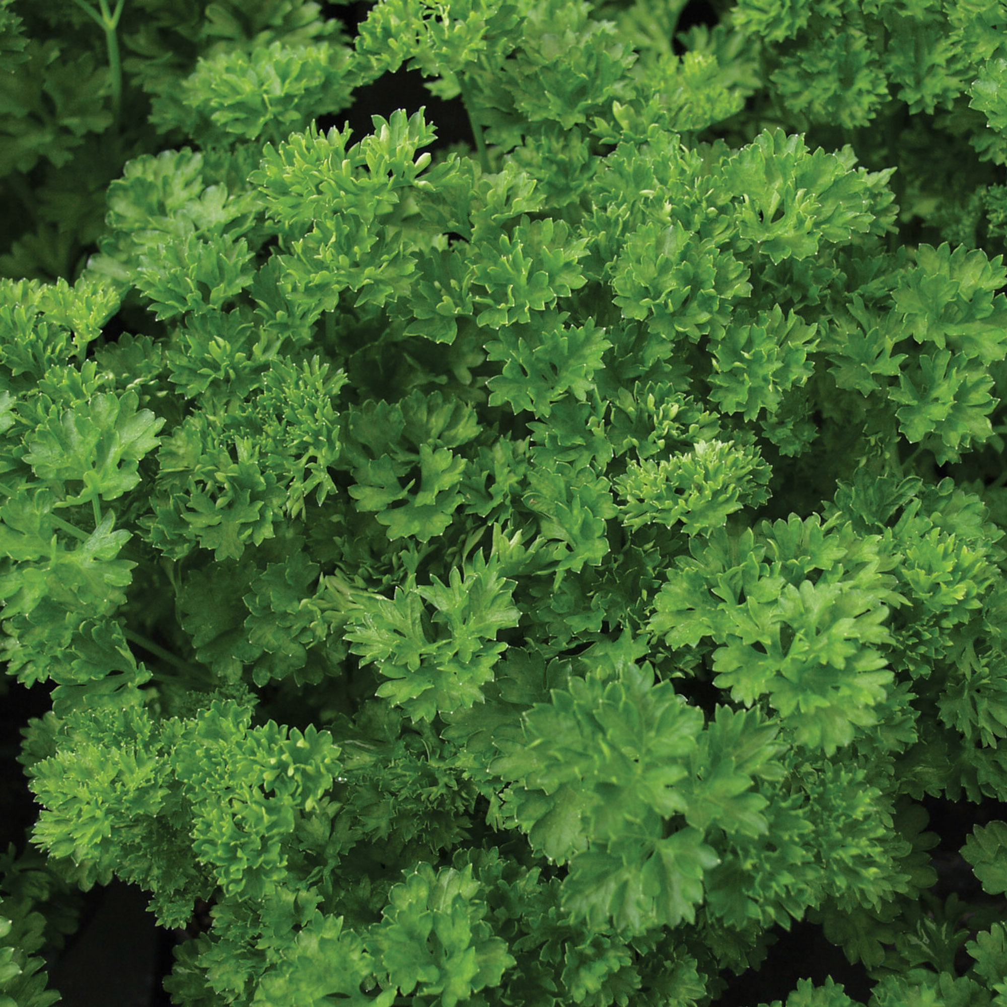 Parsley herb, Organic green pearl variety, Healthy and nutritious, Seed pack, 2000x2000 HD Handy