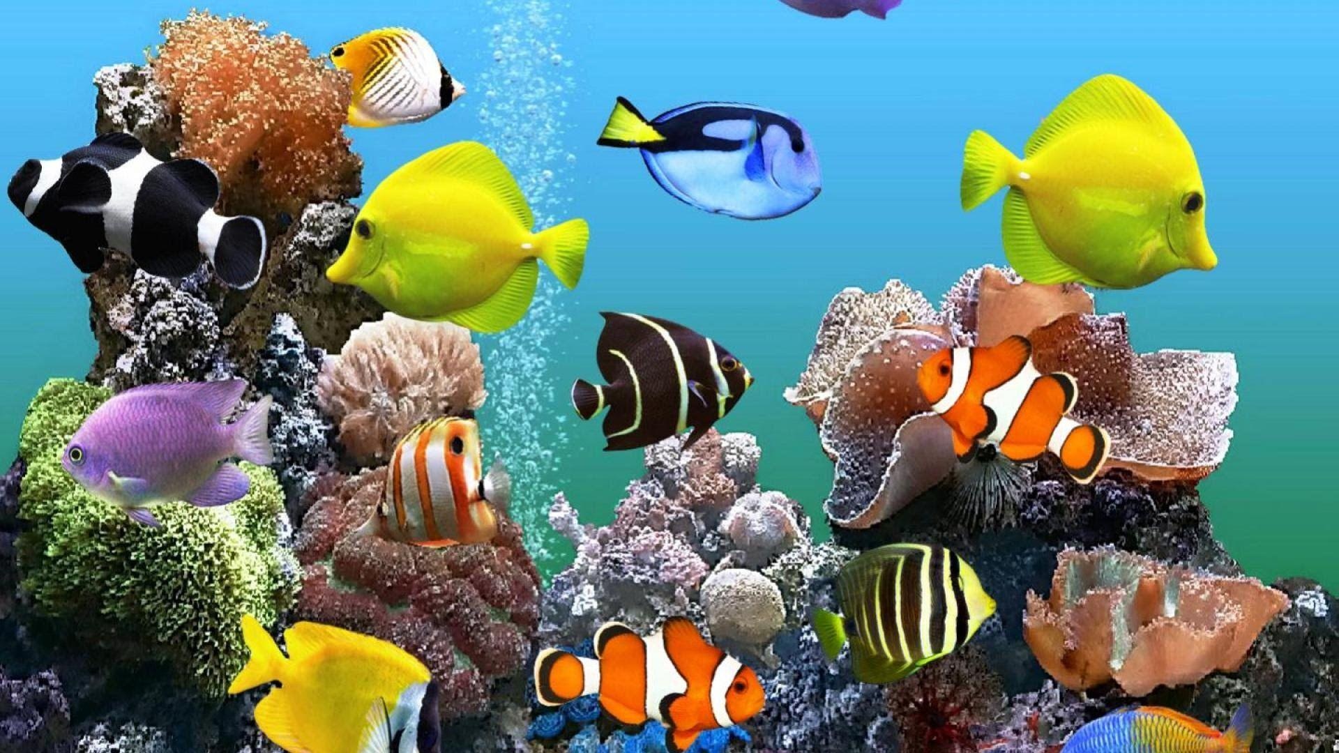 Aquarium, Oceanic paradise, Vibrant sea creatures, Diverse marine life, Eerie beauty, 1920x1080 Full HD Desktop