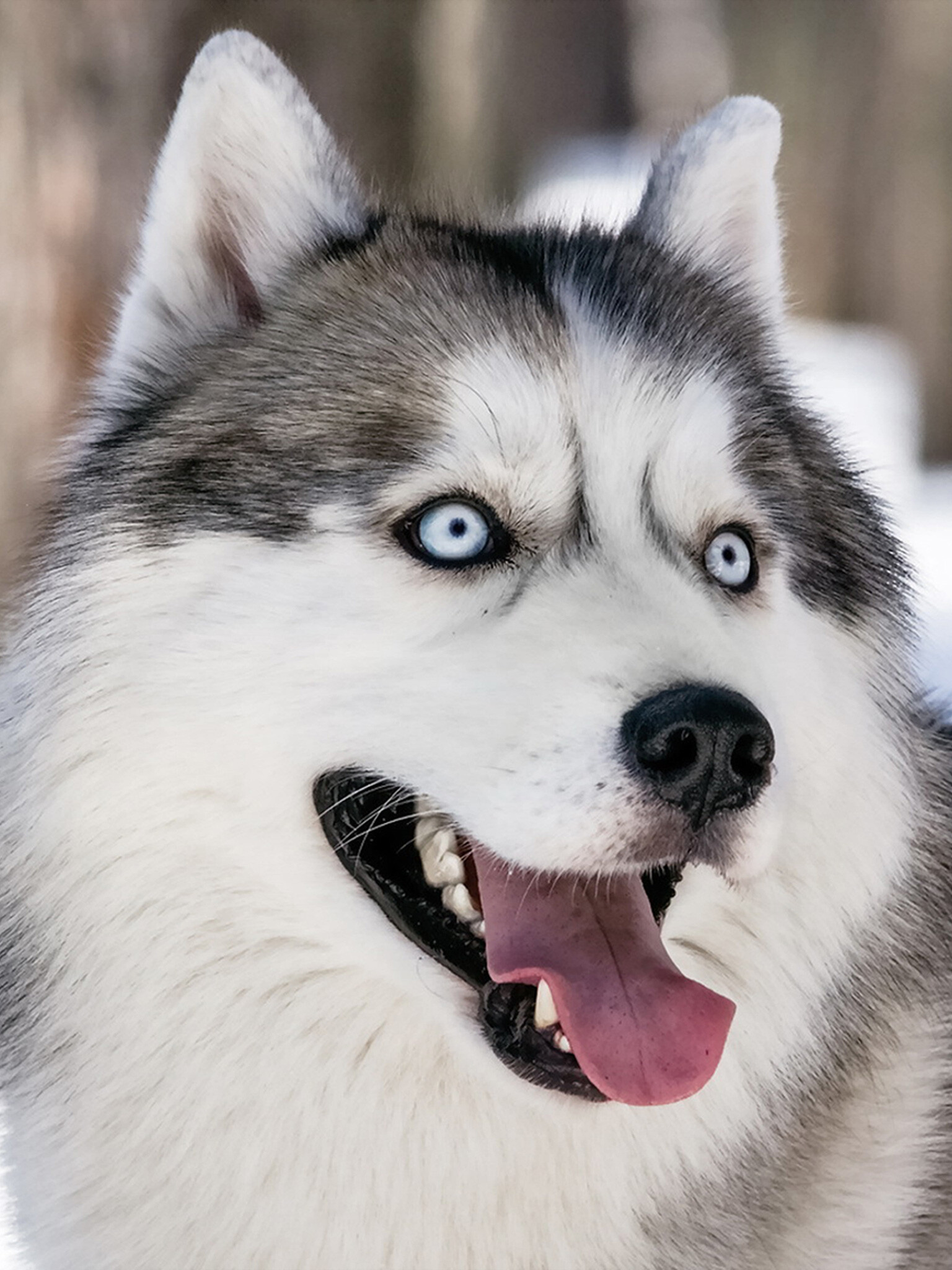 Siberian Husky in the snow, Piercing gaze, Winter wonderland, HD dog wallpaper, 1540x2050 HD Phone