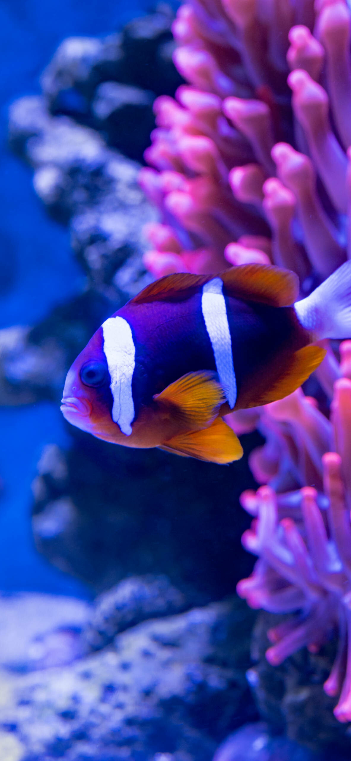 Fish: Ocellaris clownfish, Its body has a stocky appearance and oval shape. 1190x2560 HD Background.