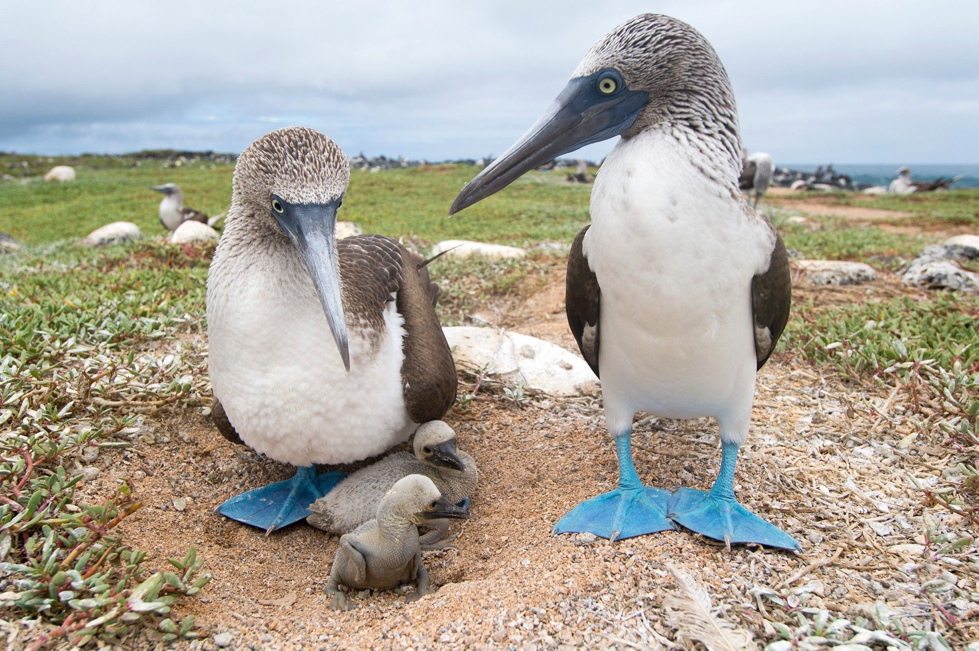 Blue footed booby, Phone desktop wallpapers, Pictures, Adorable, 2010x1340 HD Desktop