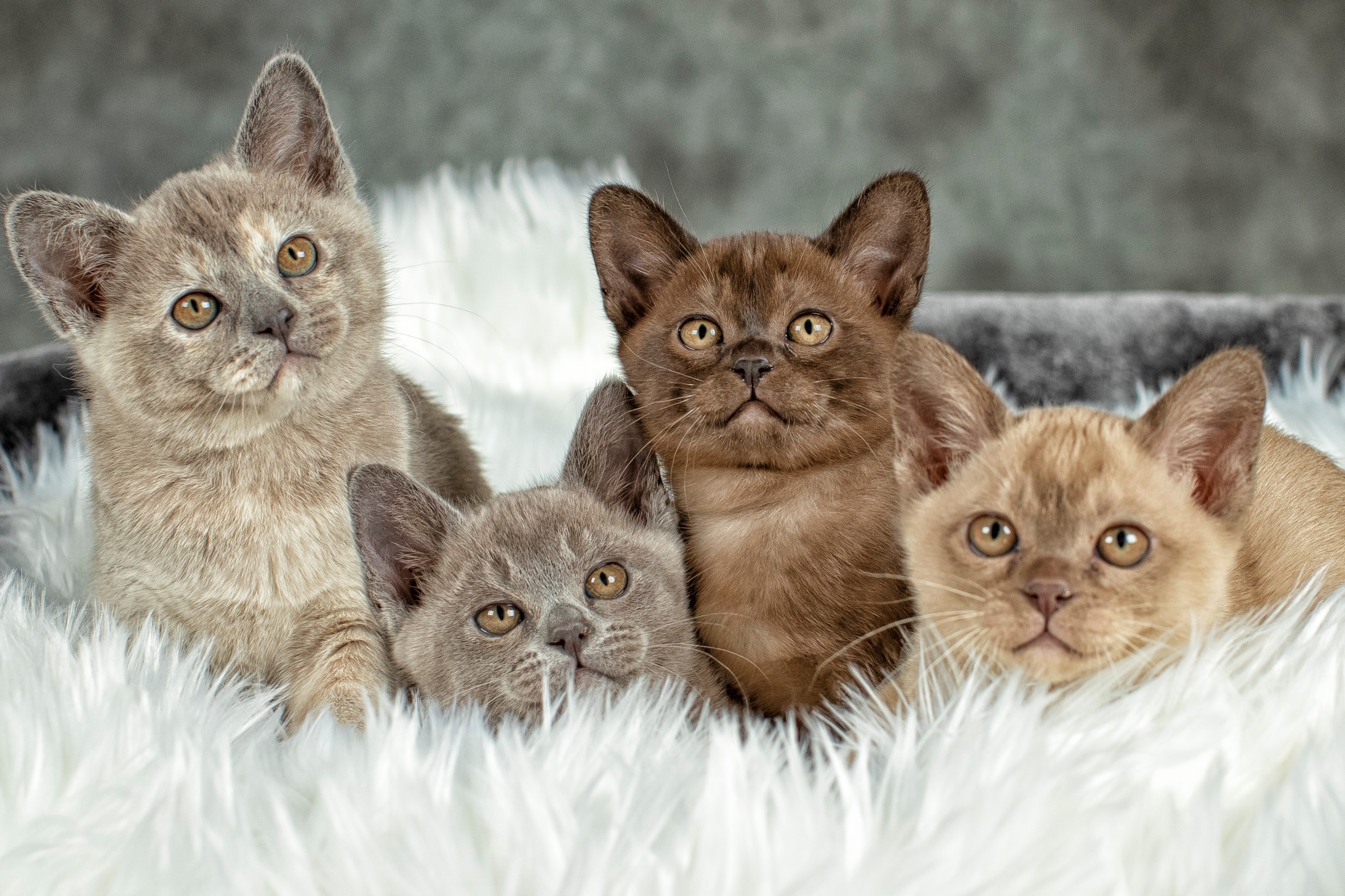Ramaal Burmese, Sydney cat breeder, Burmese kittens, Cattery information, 2800x1870 HD Desktop