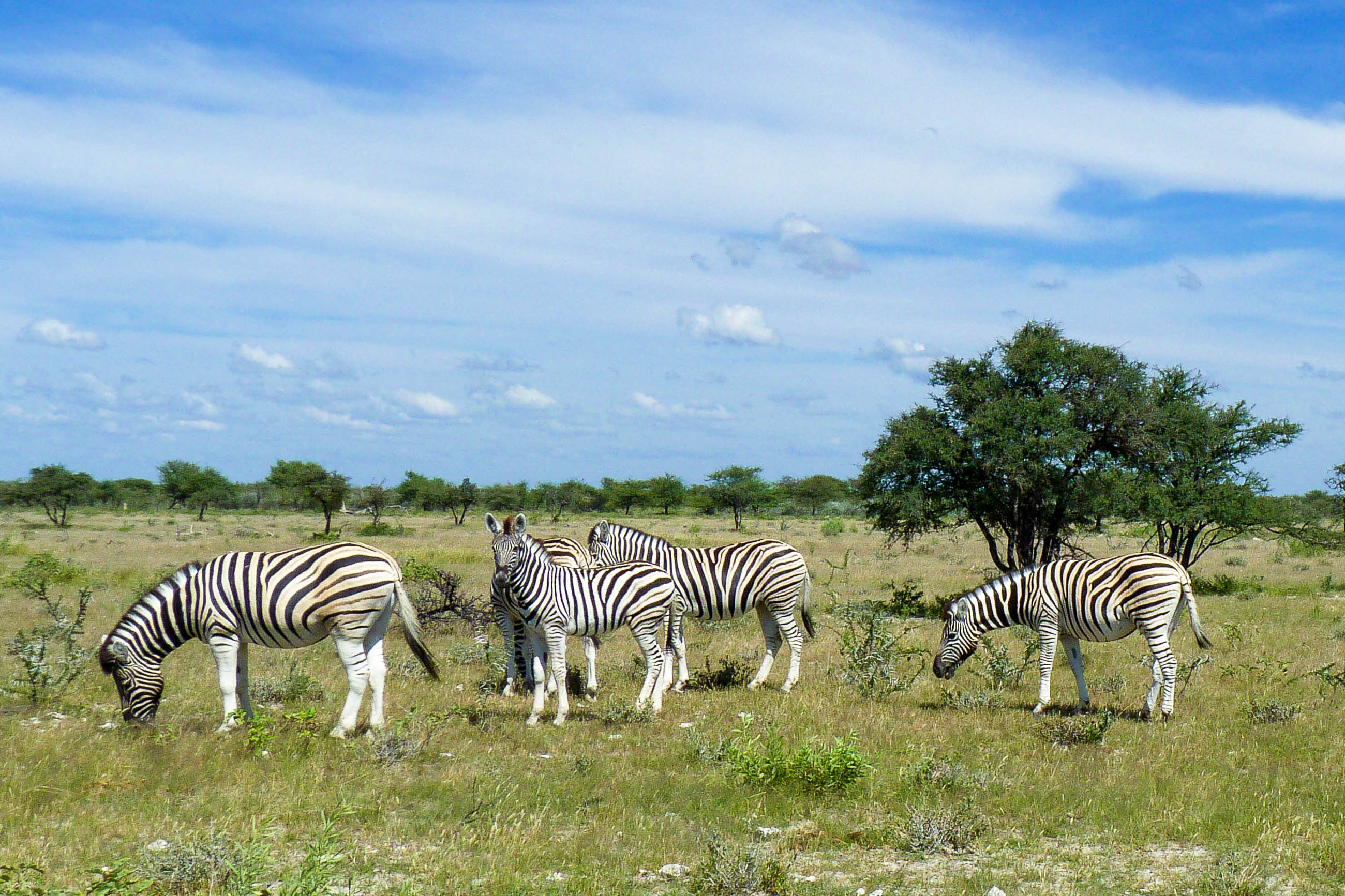 Etosha National Park, Namibia, Franks travelbox, Travels, 2600x1740 HD Desktop