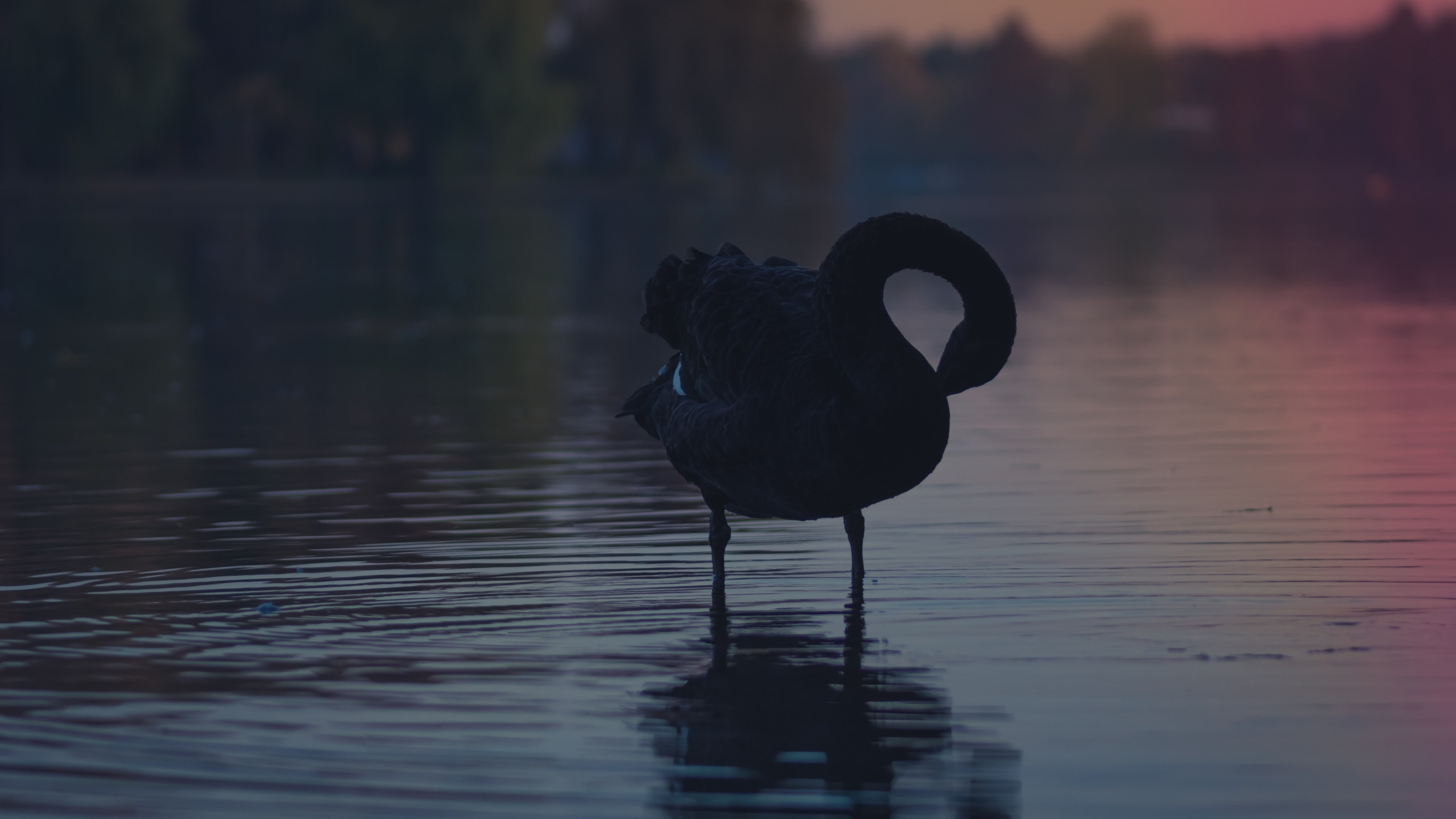 Black Swan (Bird): A large bird with black plumage and a red bill. 3840x2160 4K Background.