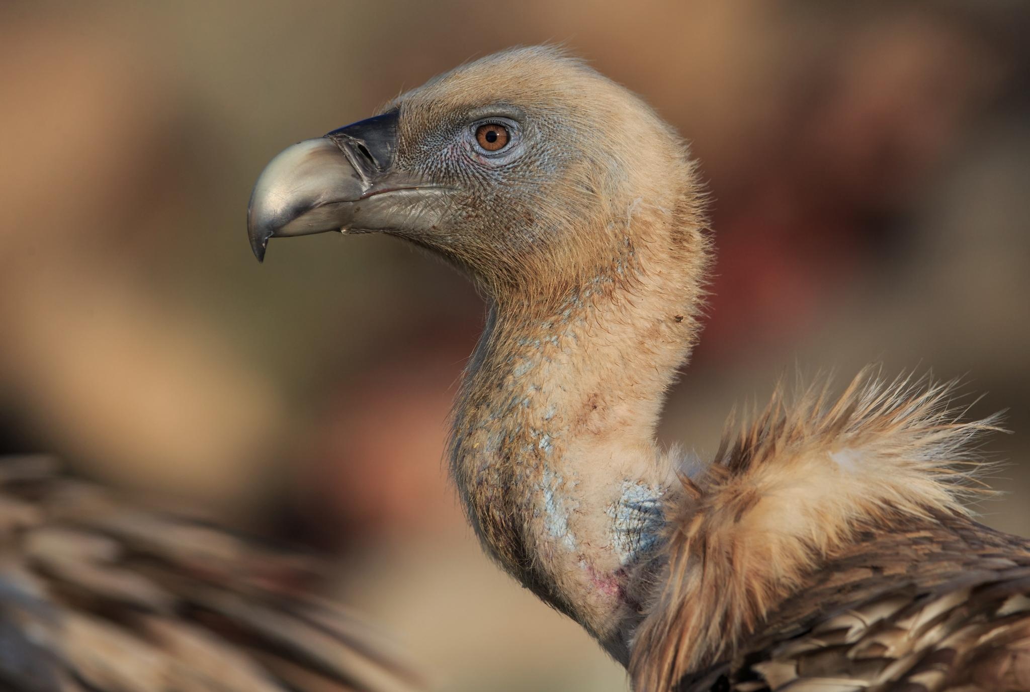 Griffon (Bird): The griffon vulture, A scavenger, feeding mostly from carcasses of dead animals which it finds by soaring over open areas. 2050x1380 HD Background.