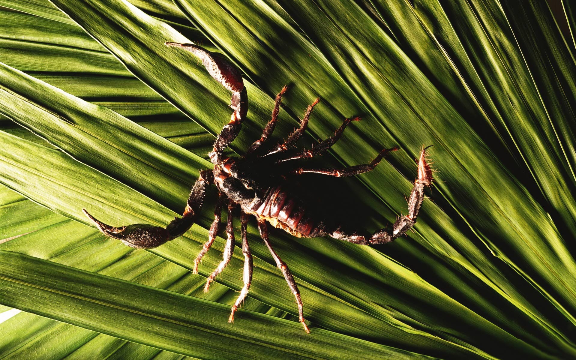 Scorpion (Animal): Animal, The tail of bends up and over the arachnid’s head. 1920x1200 HD Wallpaper.