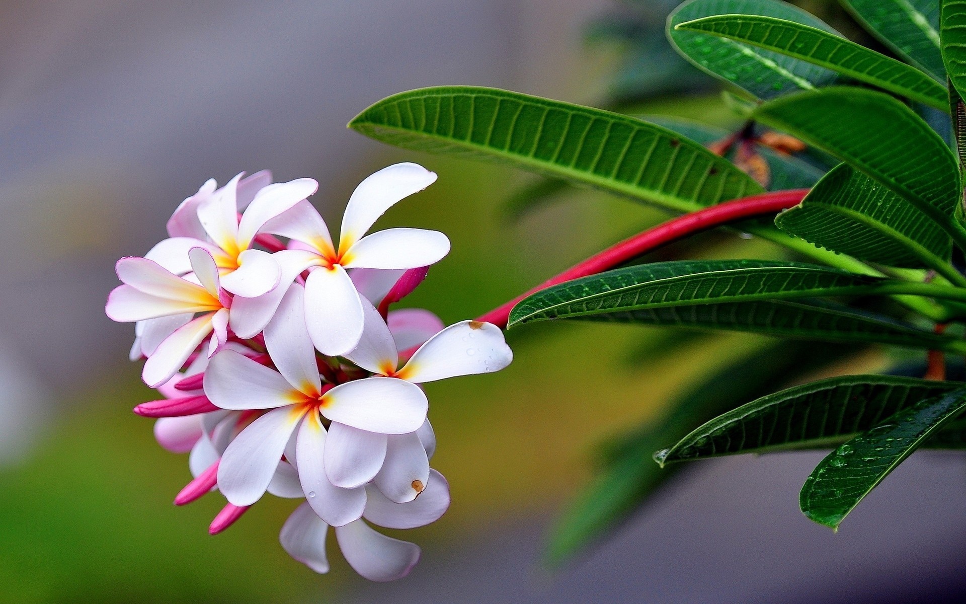 Hawaiian flower, Beautiful wallpapers, 1920x1200 HD Desktop