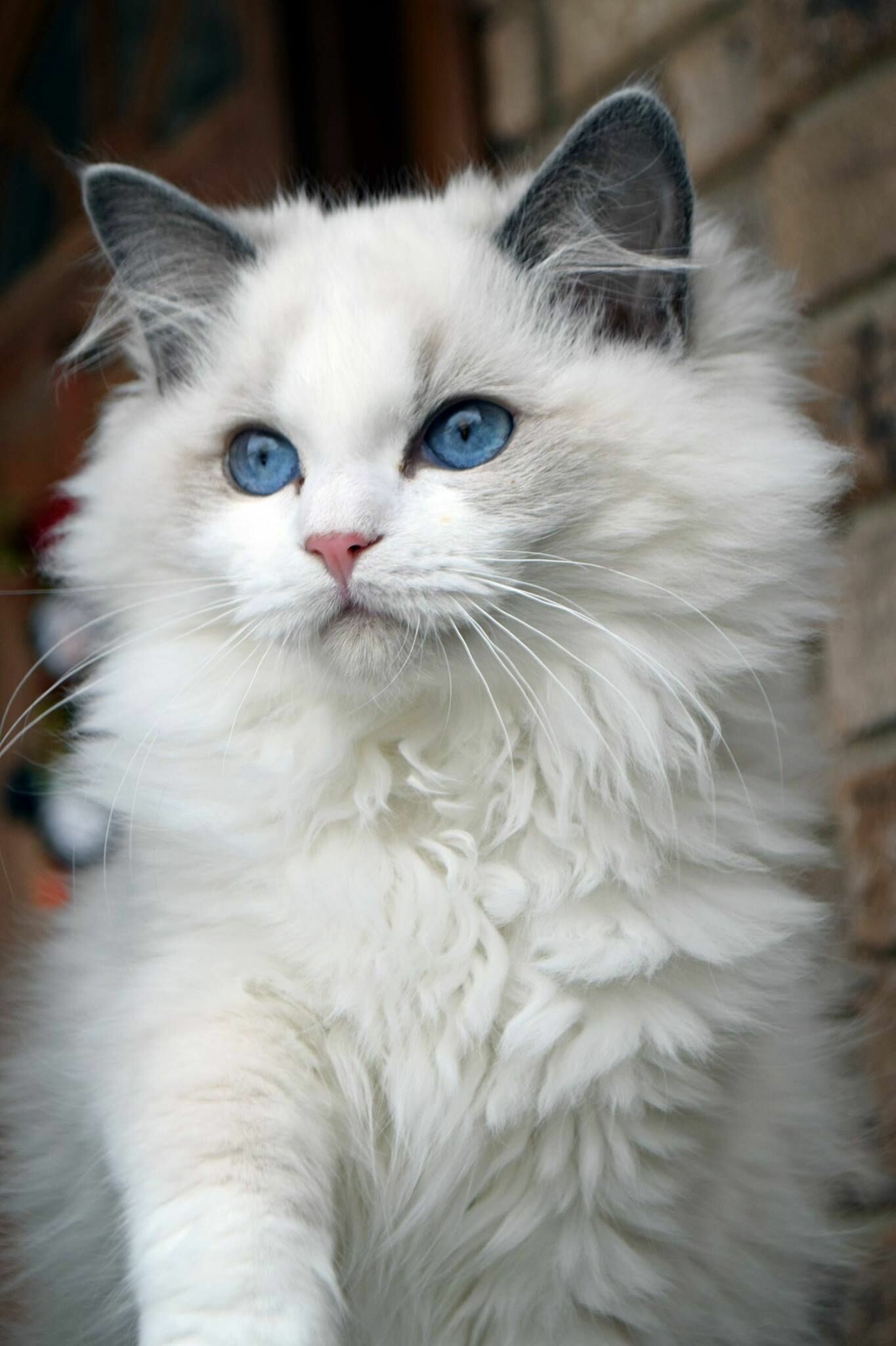 Ragdoll: A large, laid-back, semi-longhaired cat with captivating blue eyes. 1370x2050 HD Wallpaper.