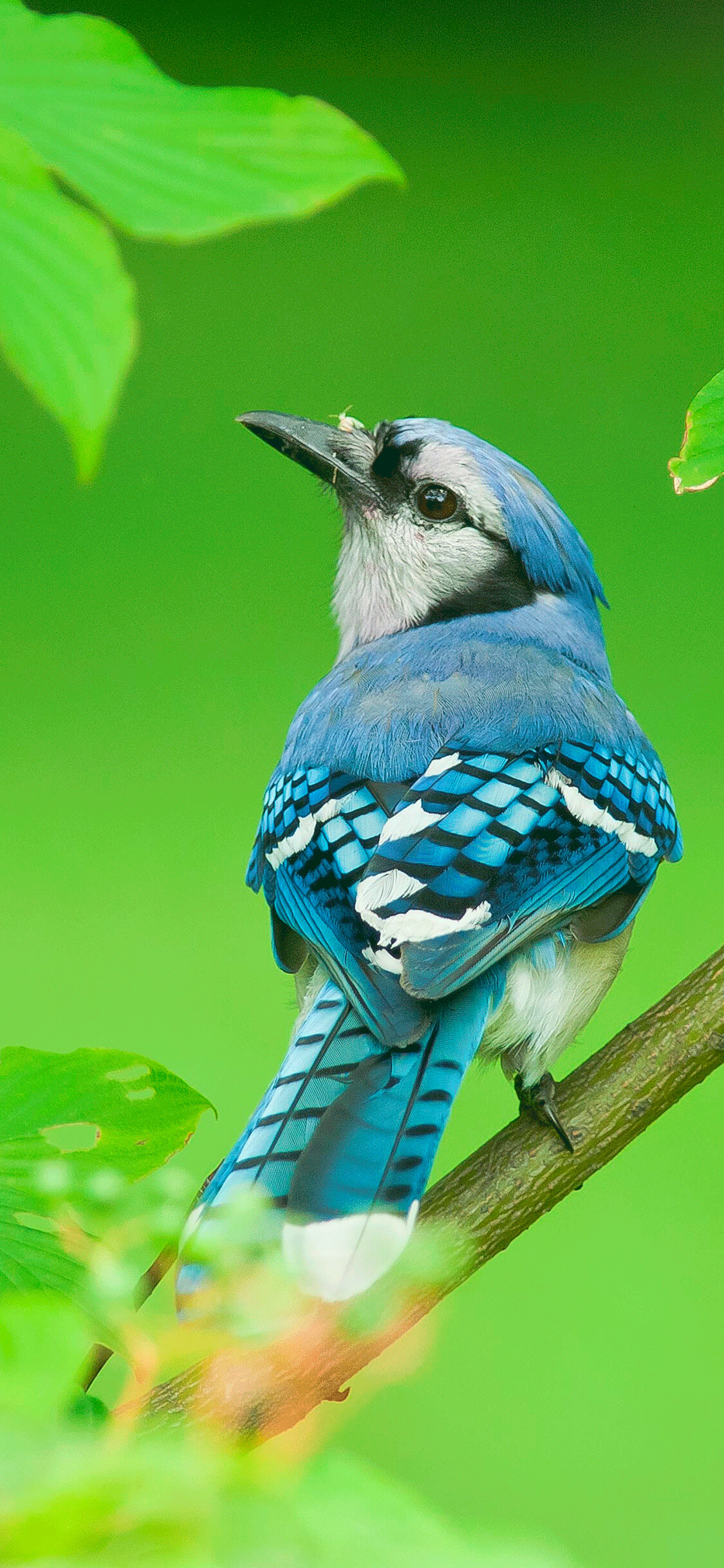 Bird: Blue Jay, Songbird, Vertebrates with wings and feathers. 1130x2440 HD Background.