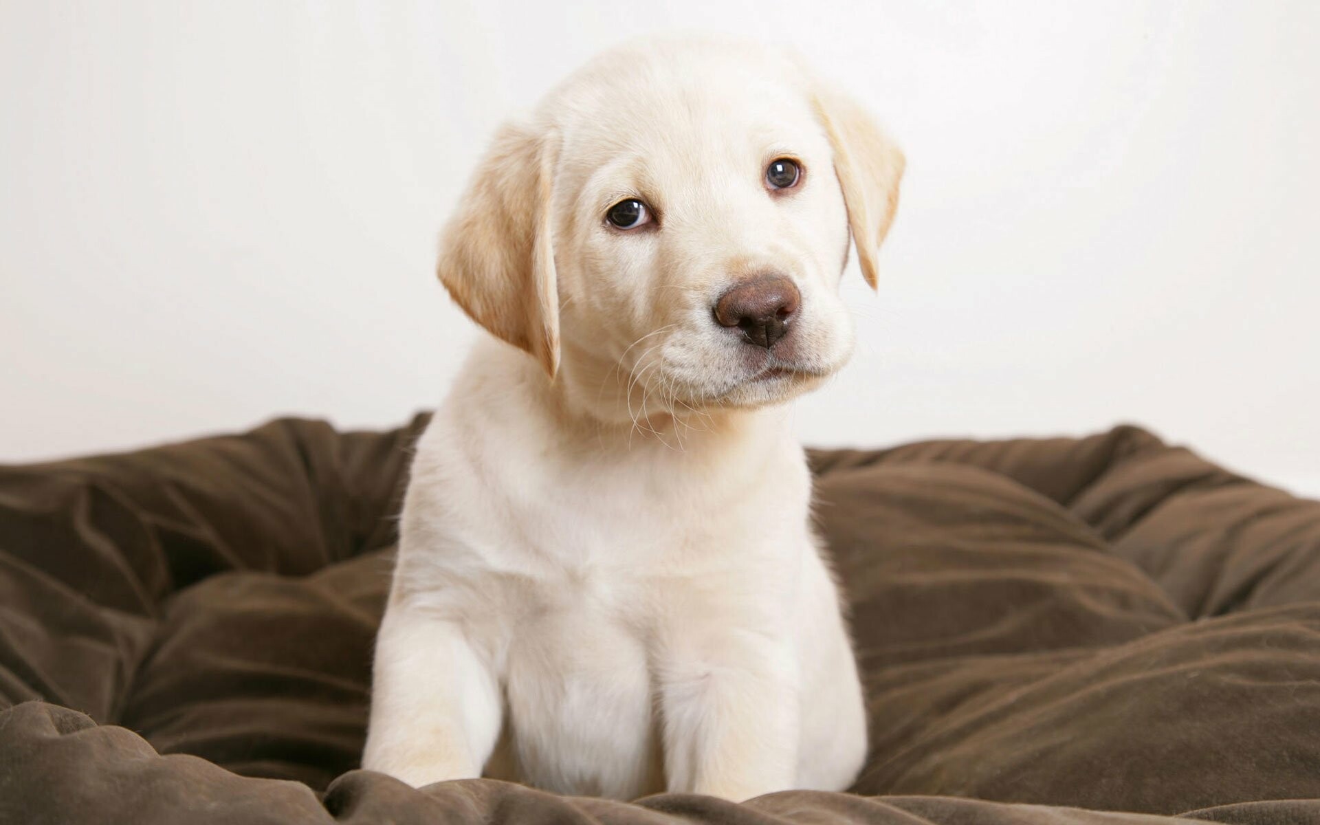 Labrador Retriever: Cute puppy, Were originally called St. John’s dogs. 1920x1200 HD Wallpaper.