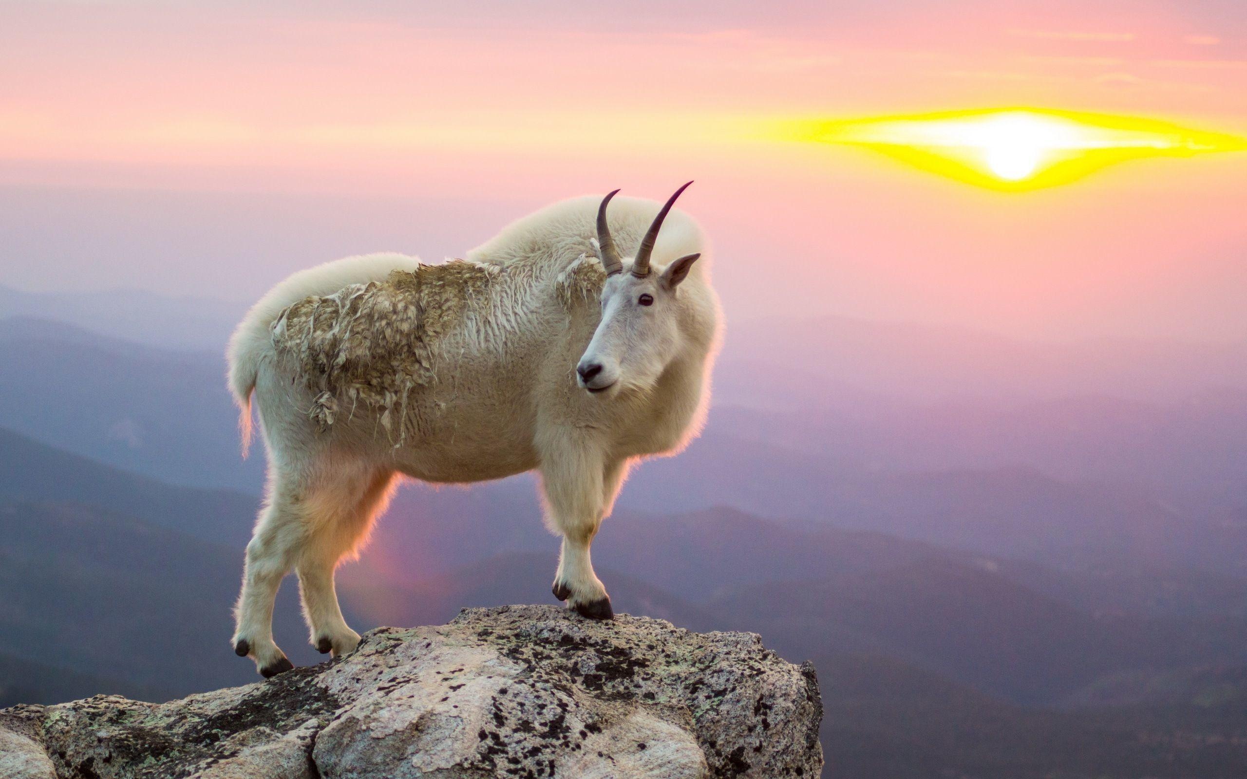 Mountain goat backgrounds, Breathtaking mountain landscapes, Exquisite high-altitude animals, Alpine wildlife, 2560x1600 HD Desktop