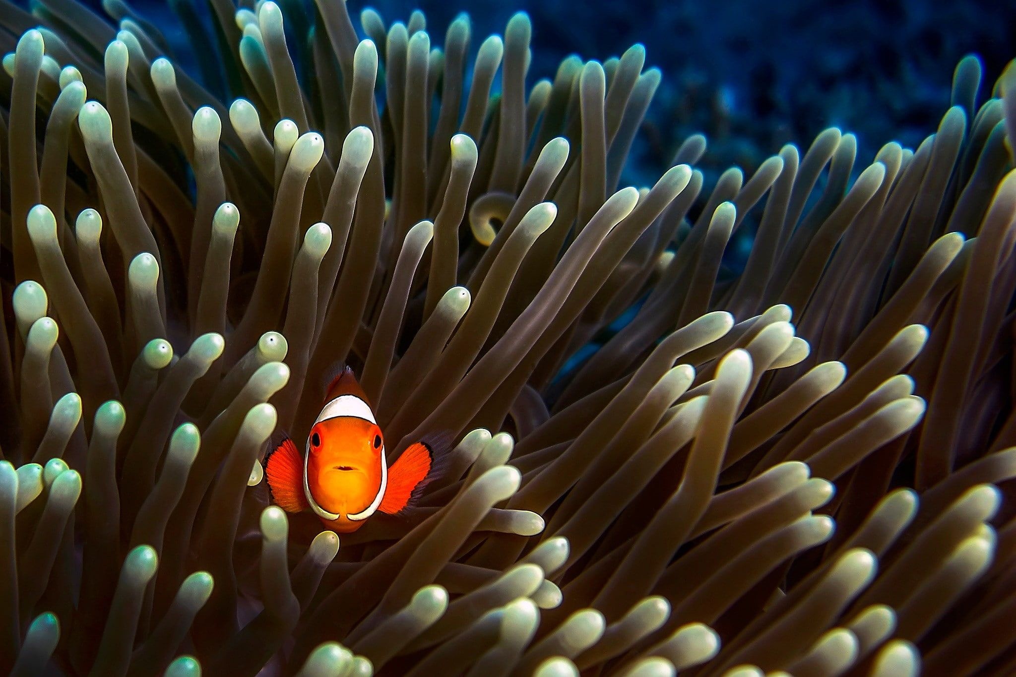 Enchanting sea creatures, Clownfish wonders, High-res wallpapers, Aquatic beauty, 2050x1370 HD Desktop