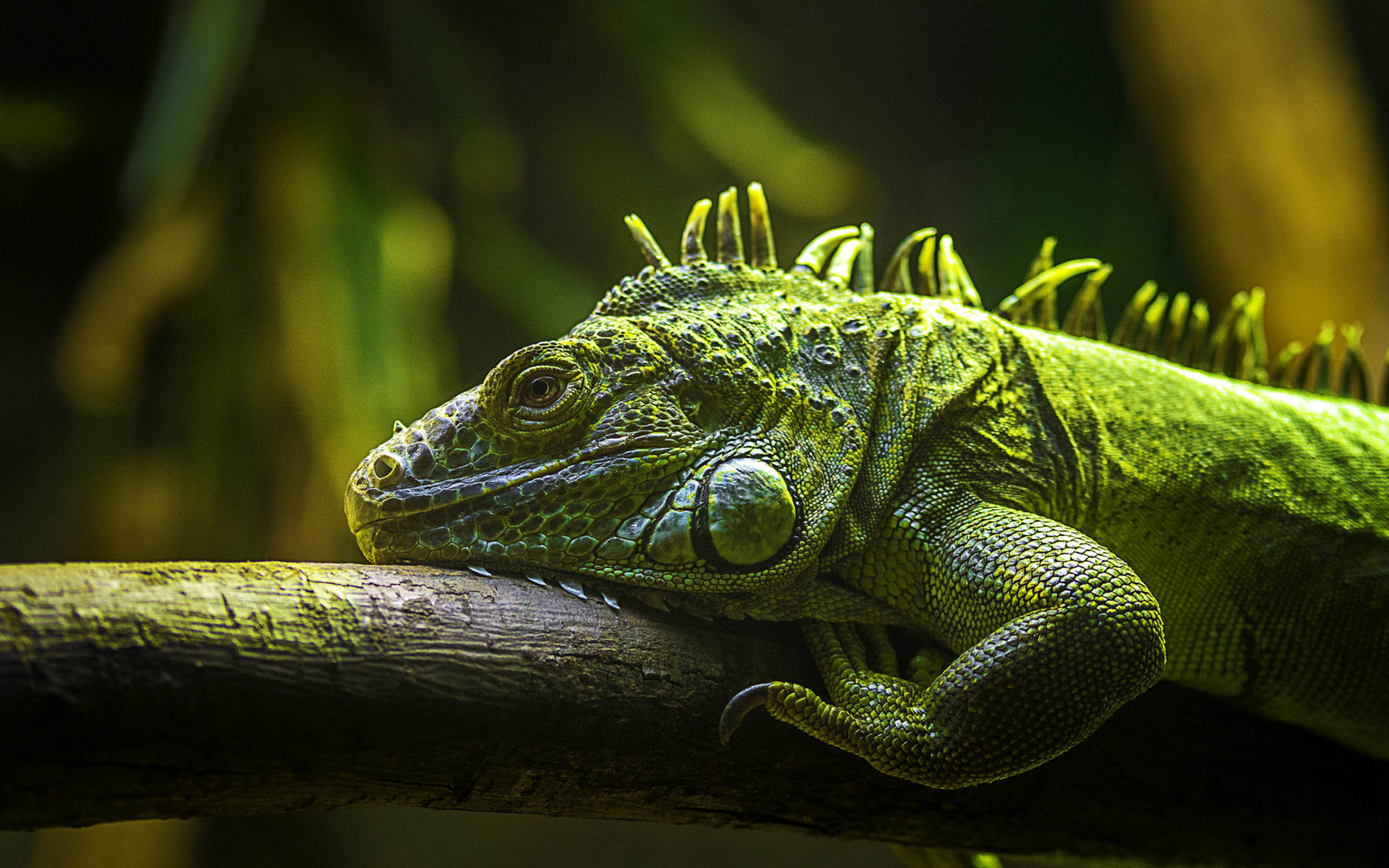 Reptile iguana, Green lizard, 1920x1200 HD Desktop