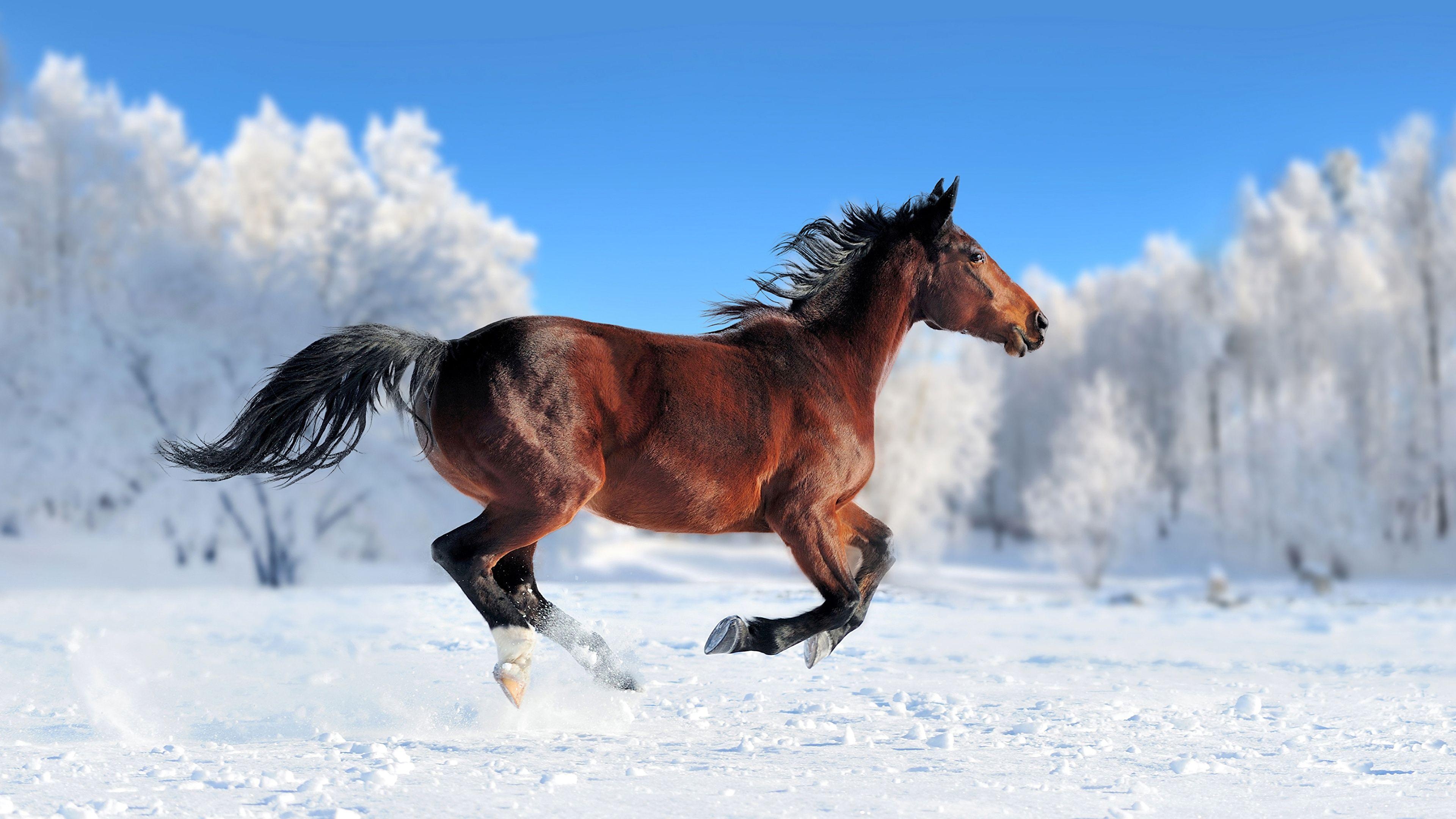 Horses in the snow, Snowy scenes, Winter beauty, Majestic creatures, 3840x2160 4K Desktop