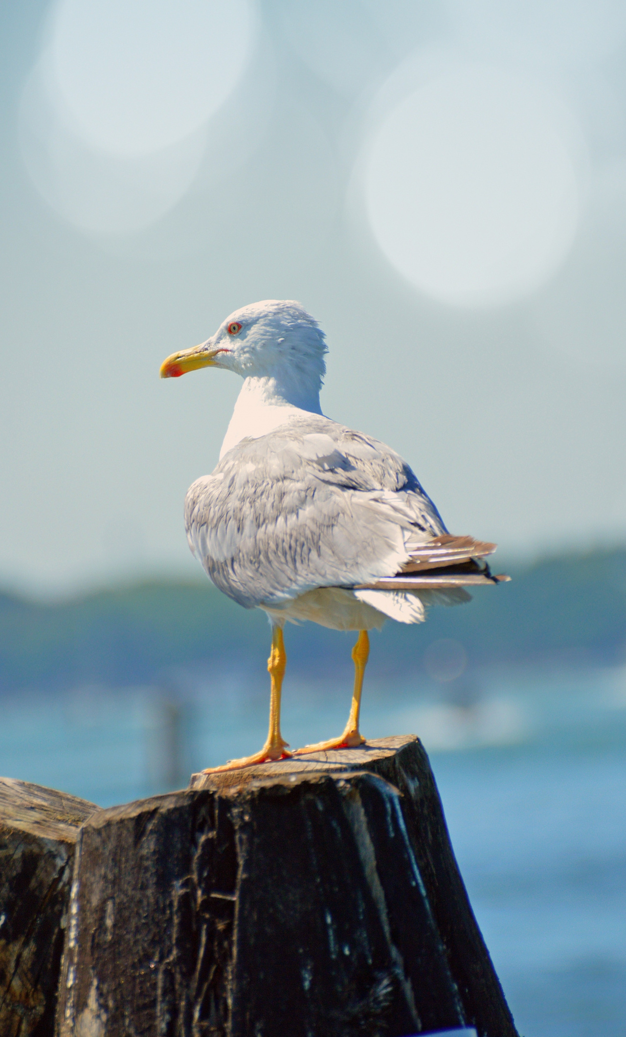 Seagull, Bird, Seabird, iPhone, 1280x2120 HD Phone