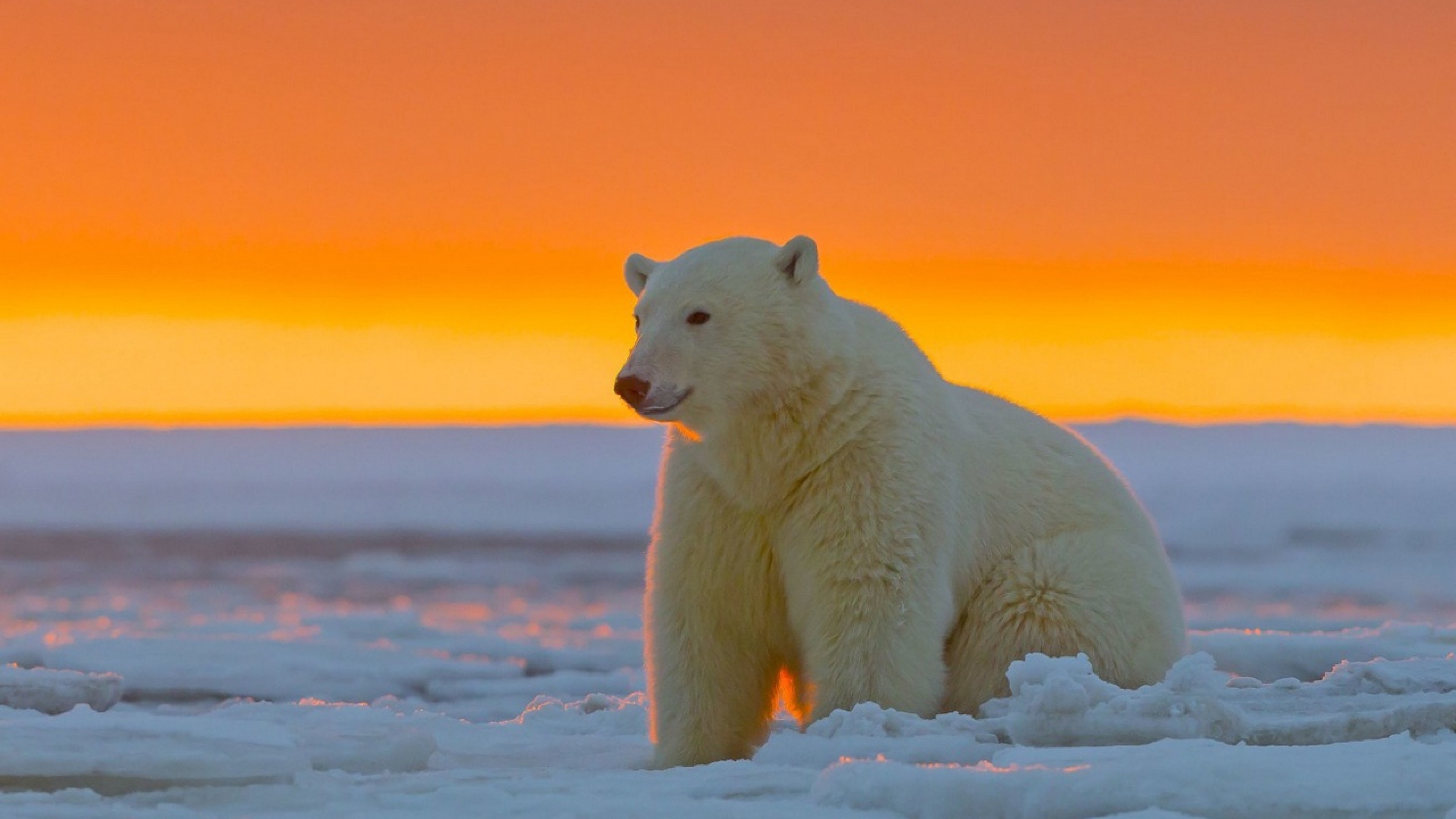 Alaskan wilderness, Arctic bear magnificence, Ultra HD brilliance, Icy beauty, 3840x2160 4K Desktop