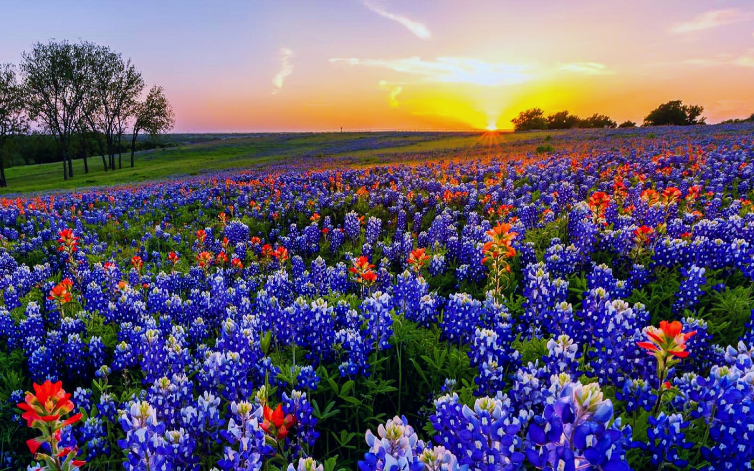 Nahaufnahme von schönen Bluebonnet-Blüten, 2560x1600 HD Desktop