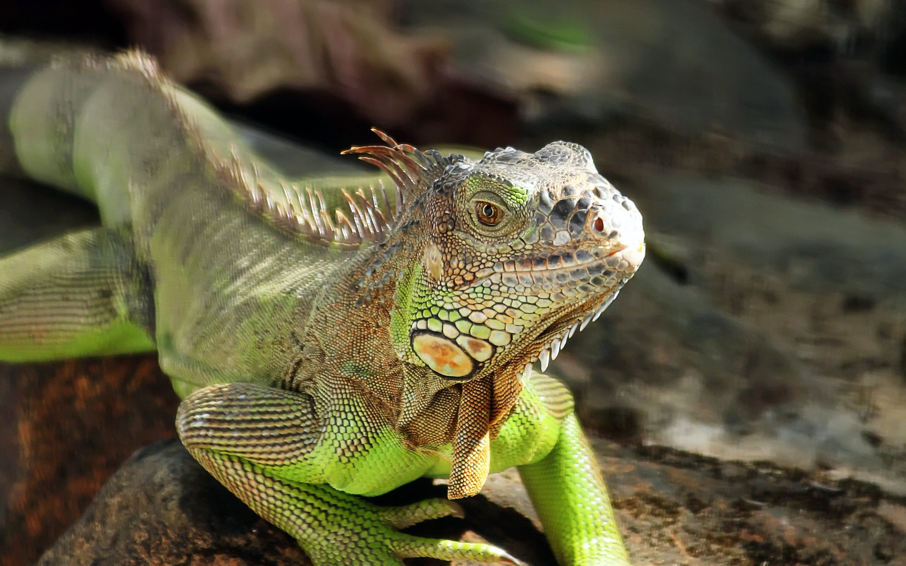 Iguana wallpaper green reptile, 2880x1800 HD Desktop