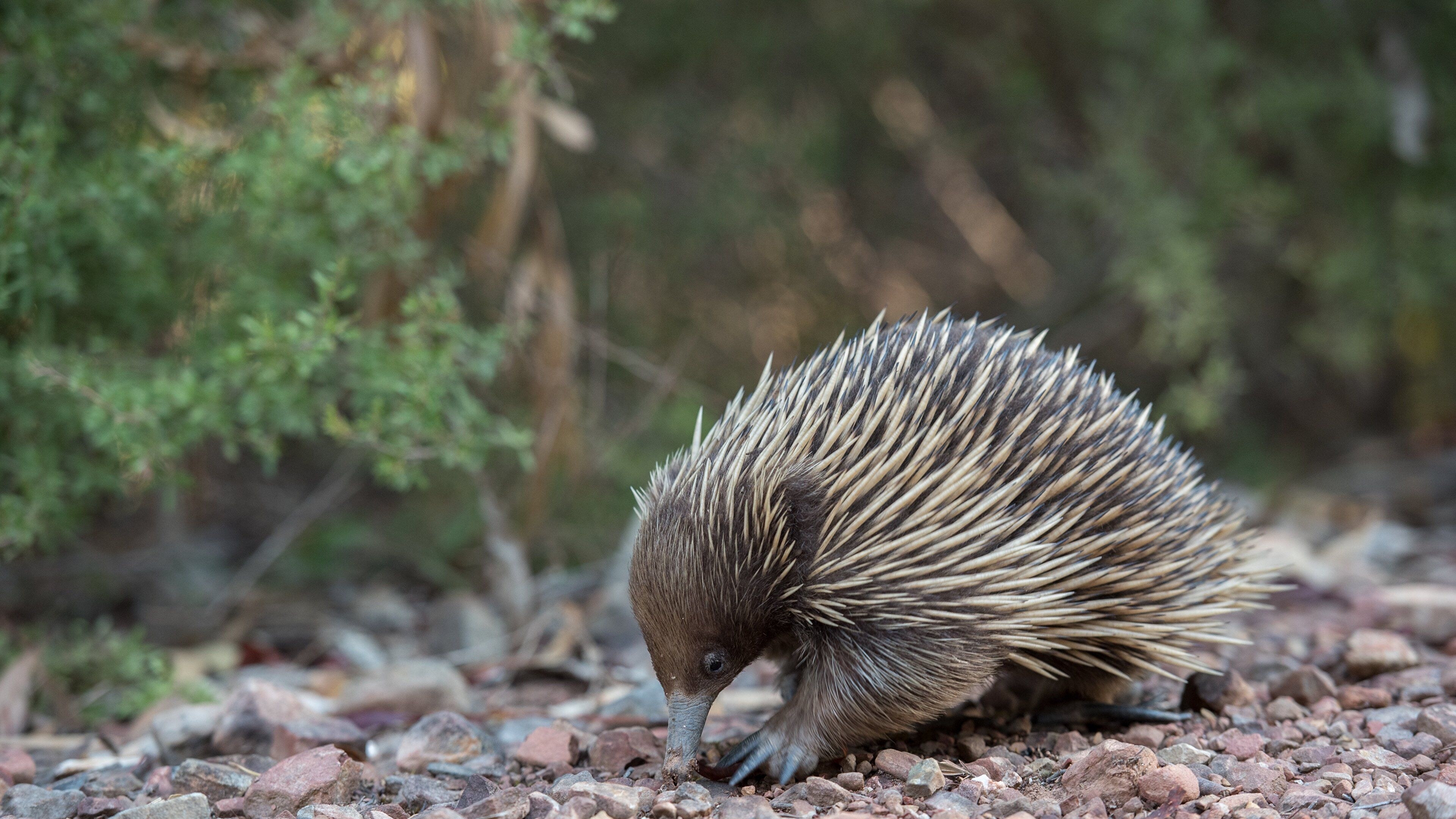 Quirky echidna, Australian native, Endearing spines, Background image, 3840x2160 4K Desktop