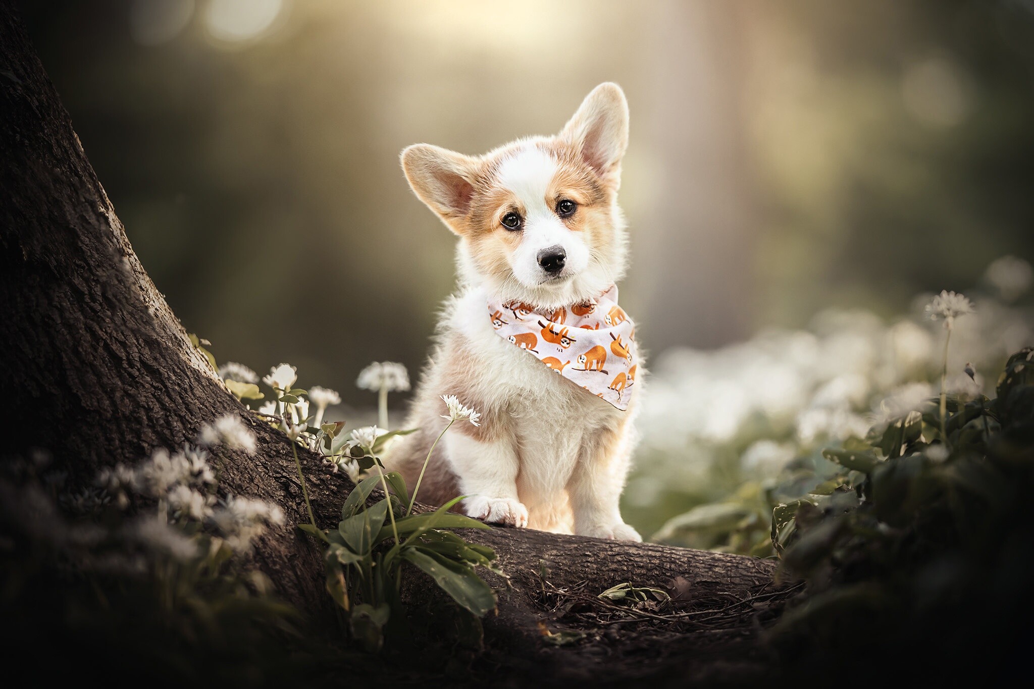 Corgi: The breed compete in dog agility trials, obedience, showmanship, flyball, tracking, and herding events. 2050x1370 HD Background.