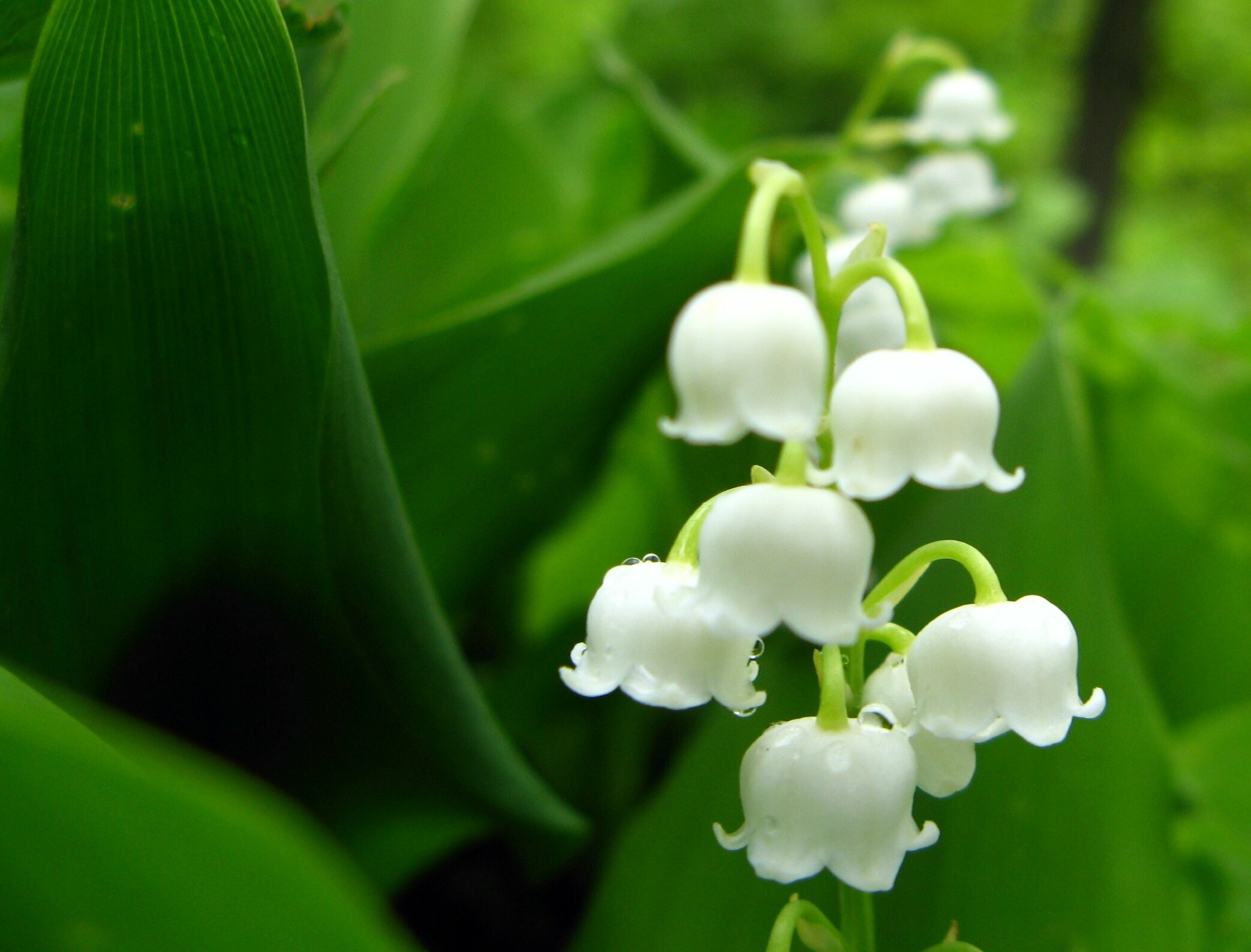 Lily of the Valley: Prefers organically rich soil with good drainage, Flower. 2090x1590 HD Background.