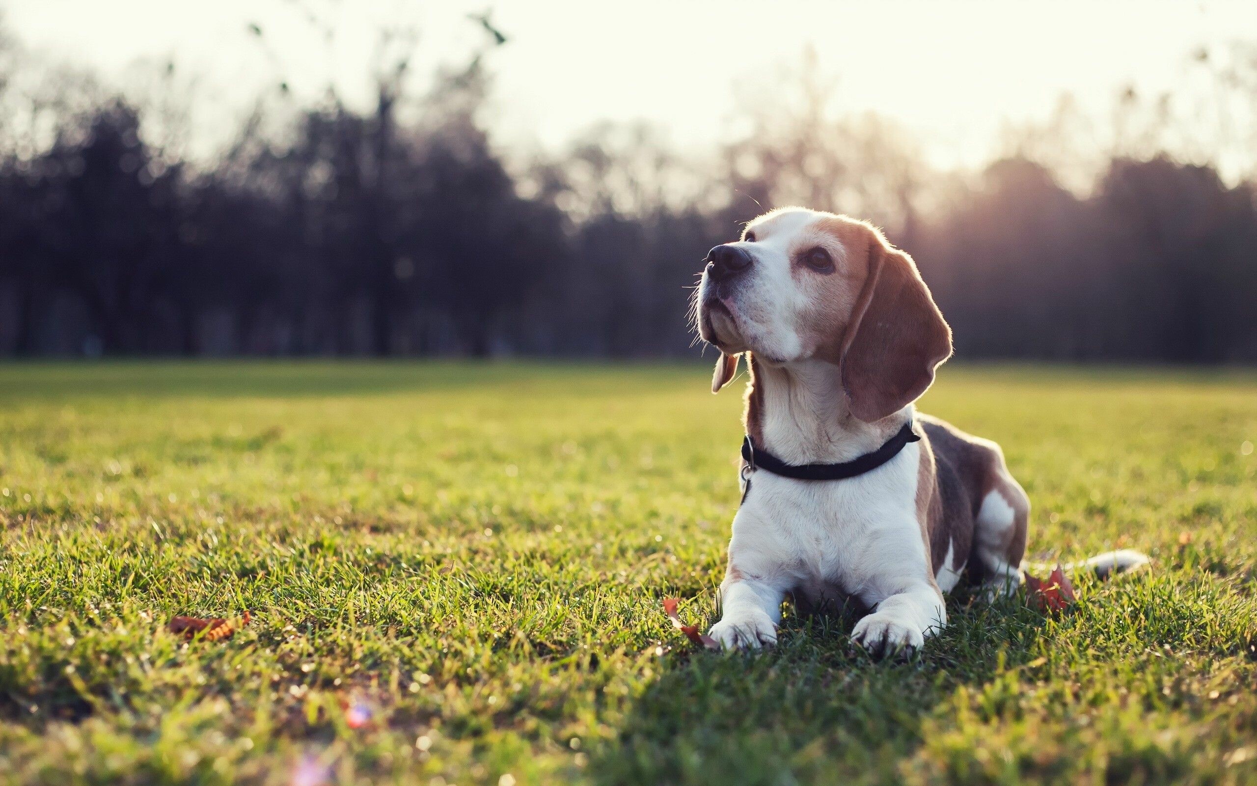 Beagle: Was ranked No. 1 on the list of the American Kennel Club's registered breeds from 1953 to 1959. 2560x1600 HD Background.