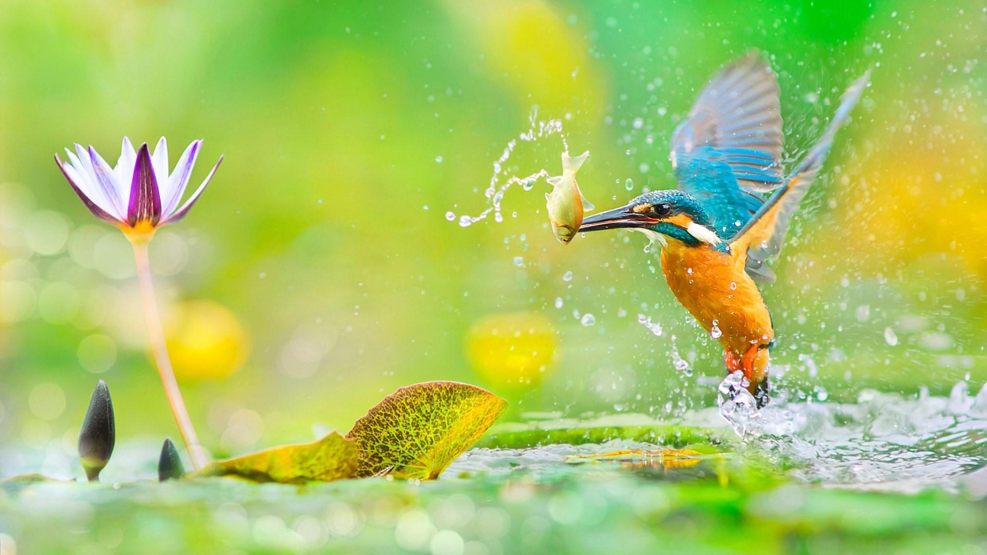 Kingfisher wallpapers, High-quality backgrounds, Birds, Vibrant colors, 1920x1080 Full HD Desktop