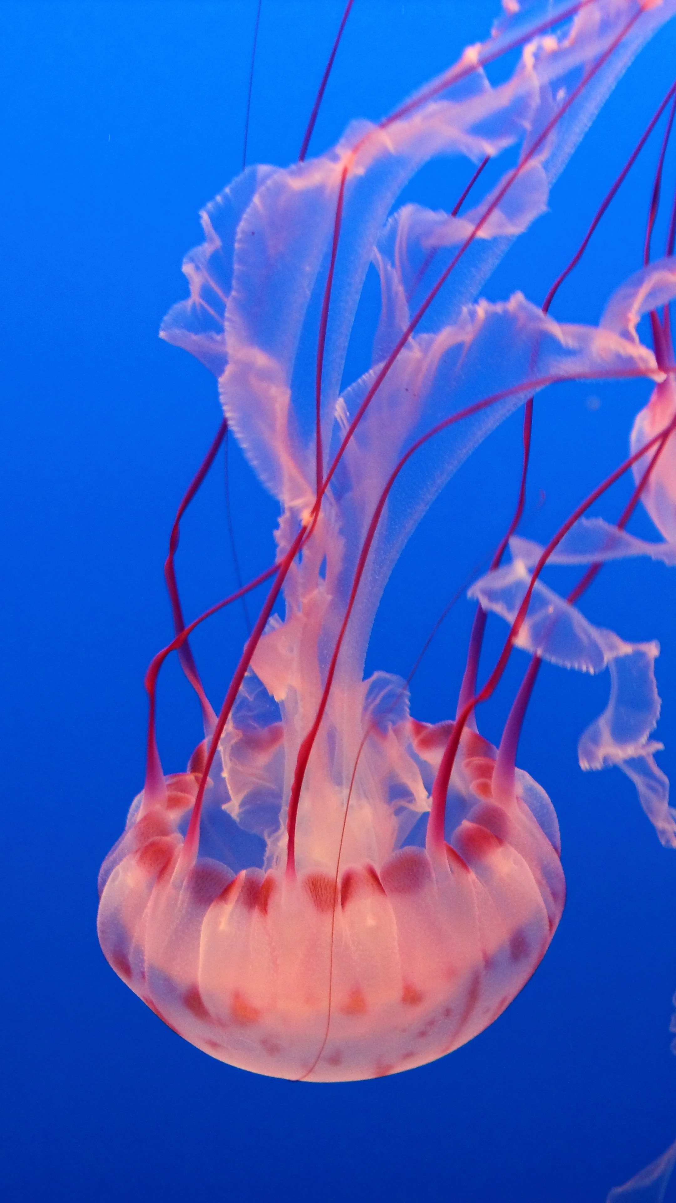 Wallpaper Pink Jellyfish, Monterey Bay Aquarium, diving, tourism, Travel #6578 2160x3840